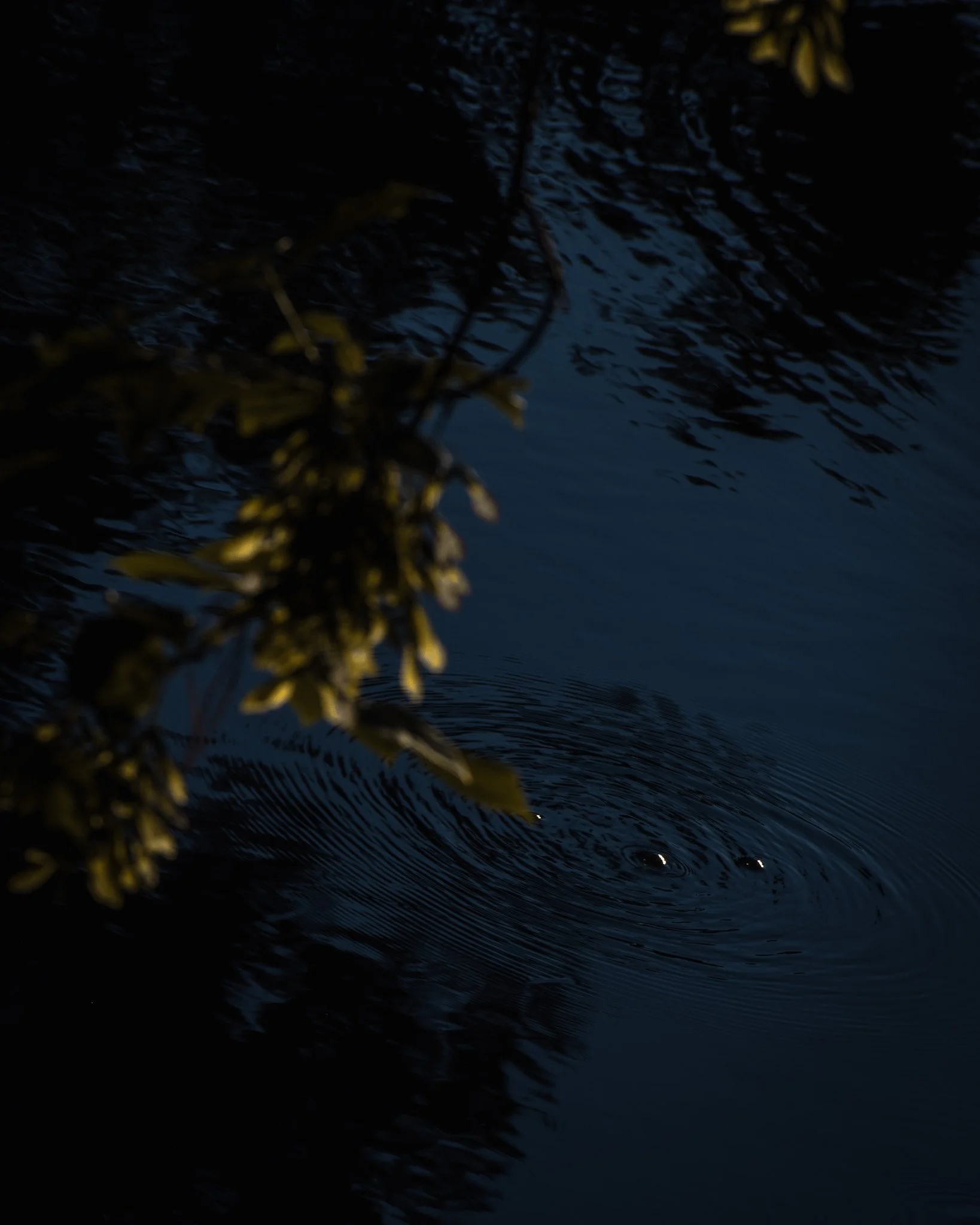 DSC_1700-2.jpg