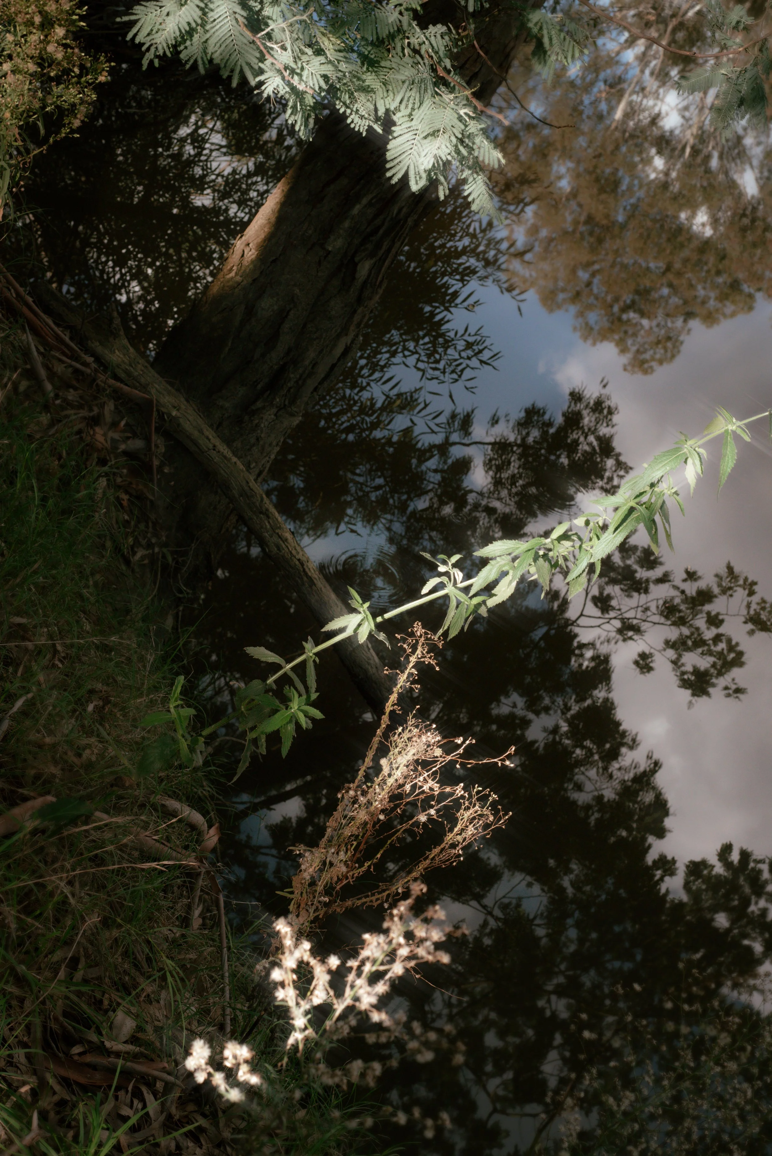trees.jpg