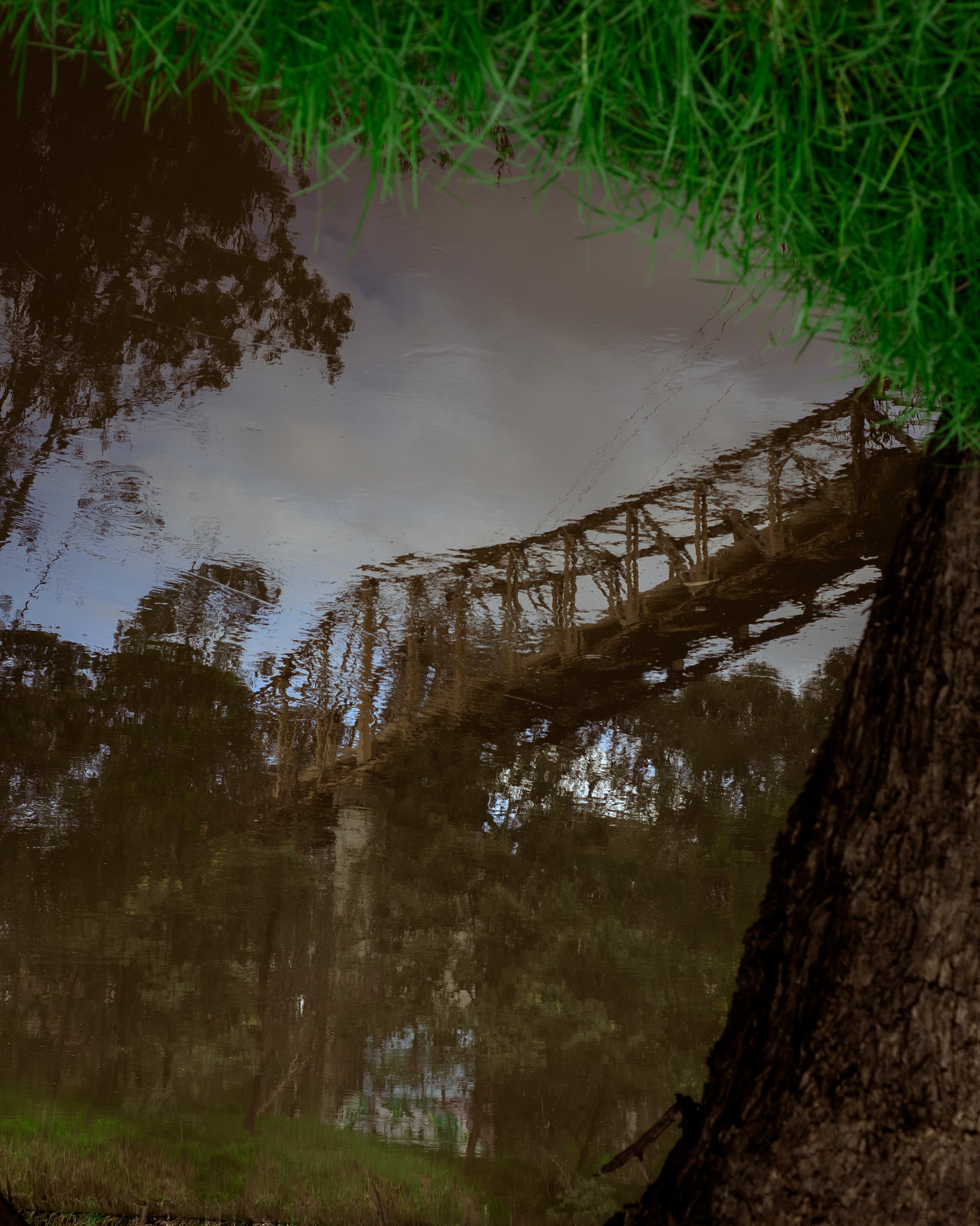 bridgetif.jpg
