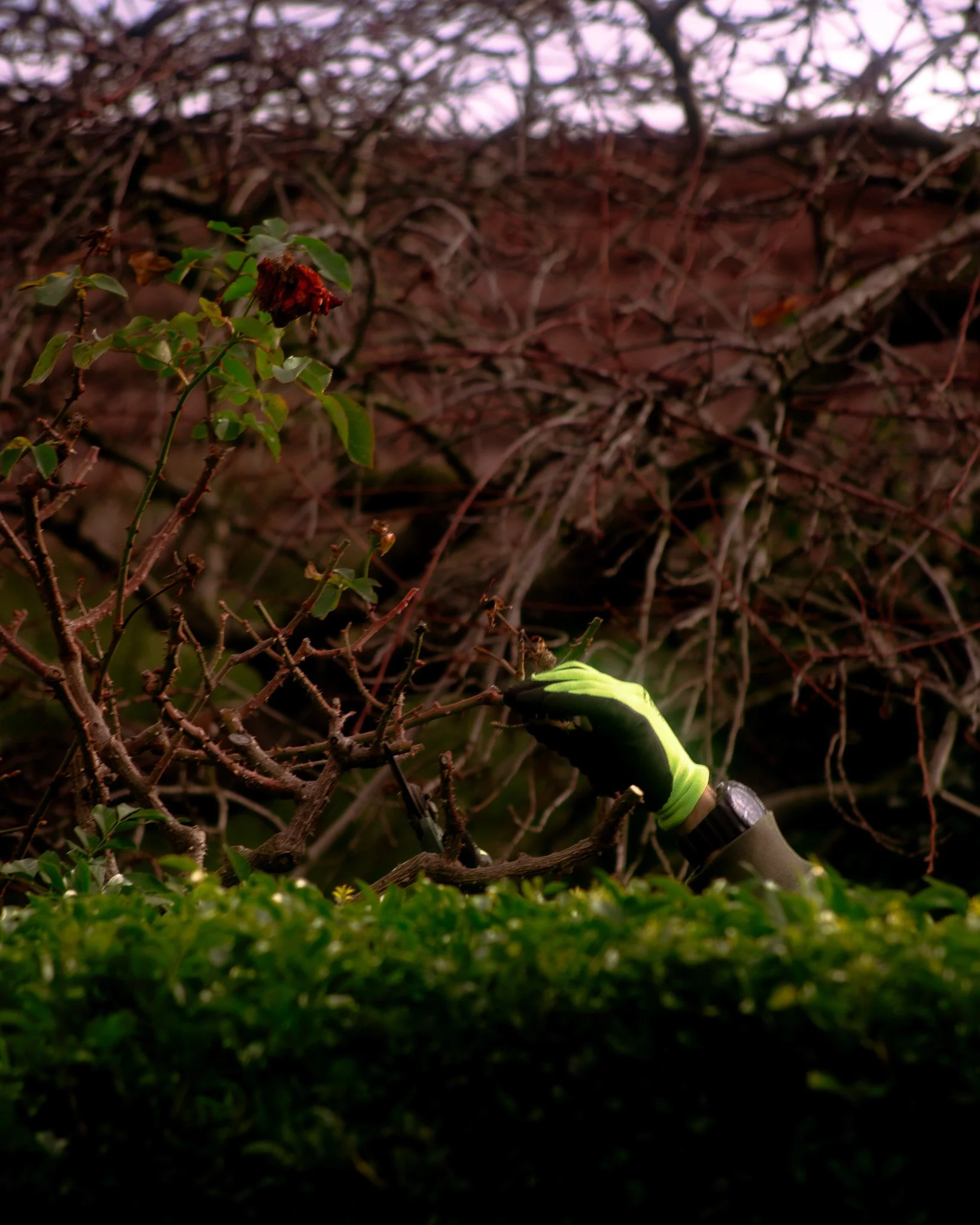 DSC_9126.jpg