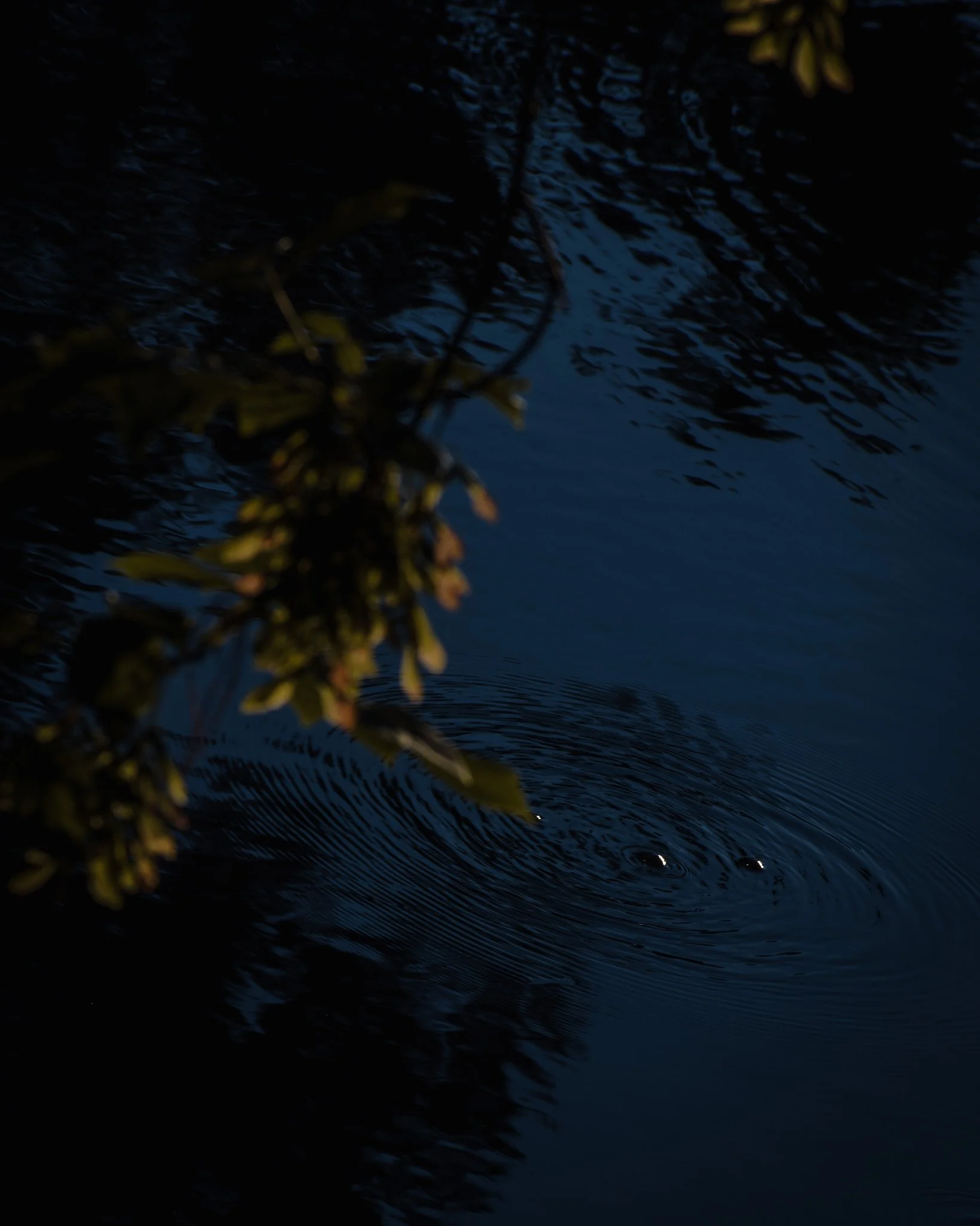 DSC_1700.jpg