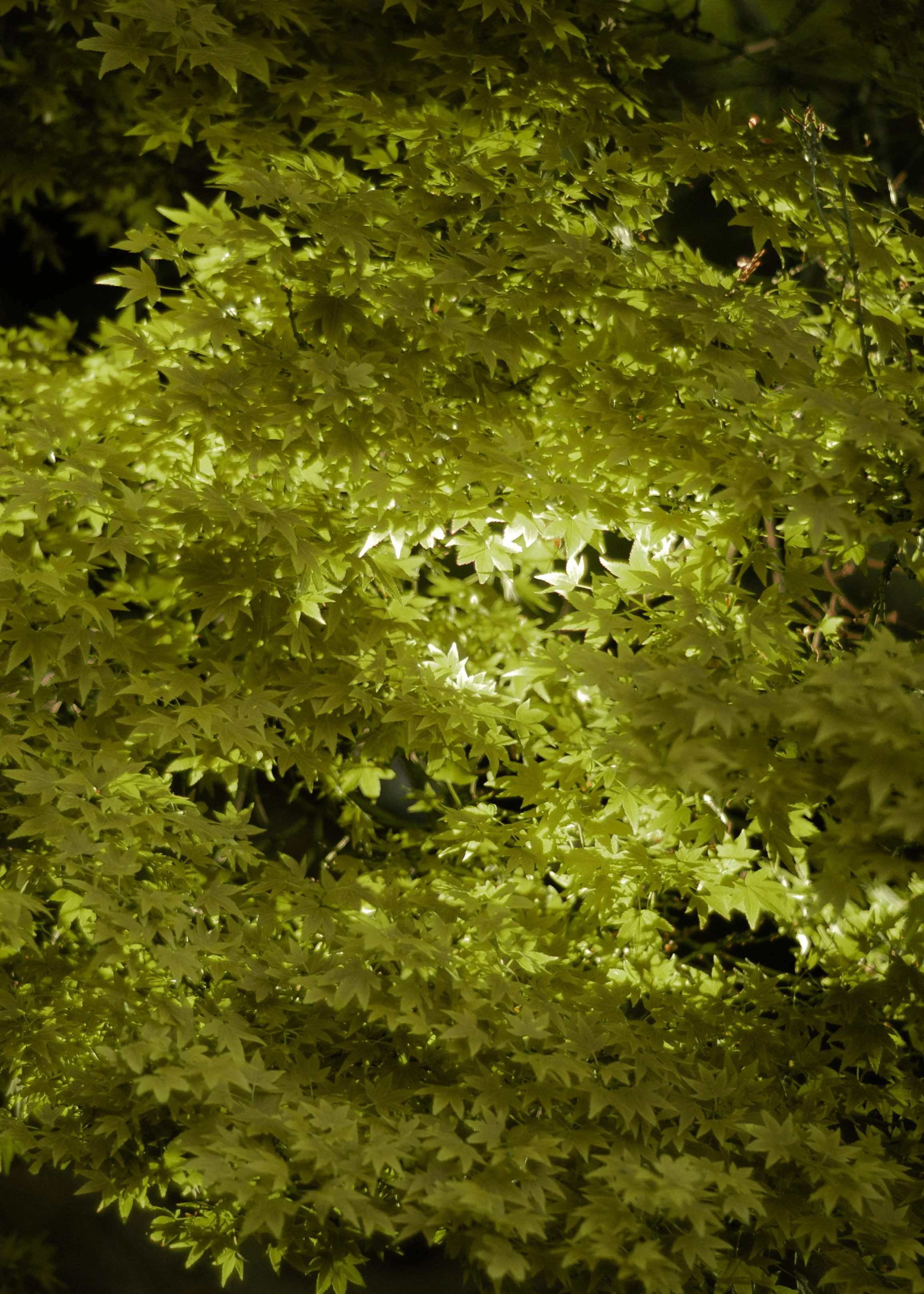 DSC_4814.jpg