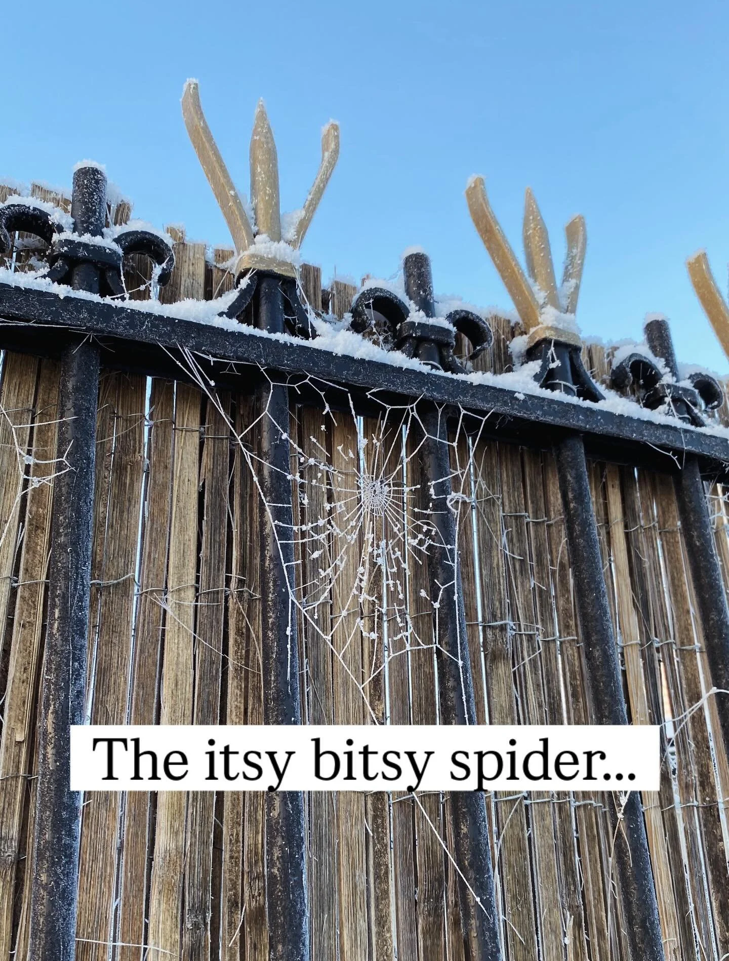 Sparkling spider webs! 🕸️ #mont&eacute;pilloy #storytimeenglish #villedesenlis #theitsybitsyspider #spiderwebs