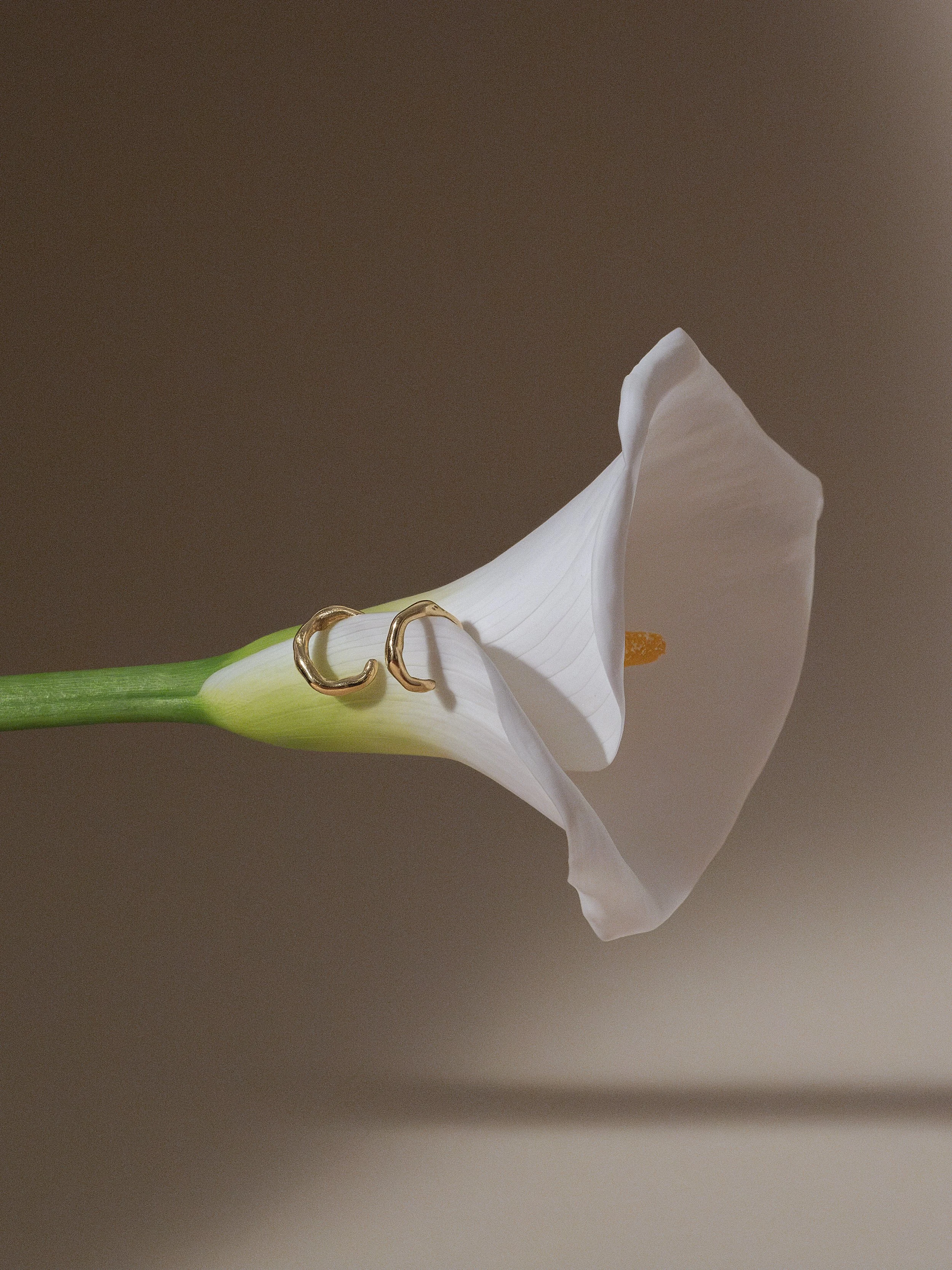 Un'orchidea bianca con foglie verdi, decorata con anelli dorati.
