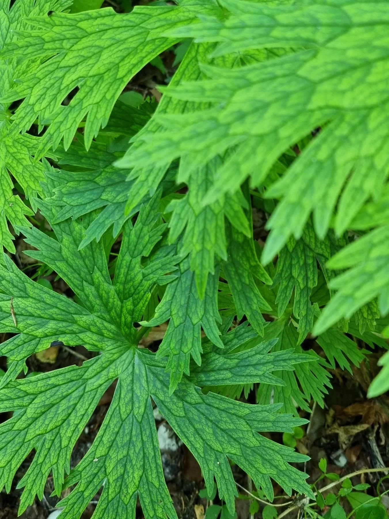 Nature is our favourite painter.

#natureinspiration #naturewonders #farakaza  #farakazahome