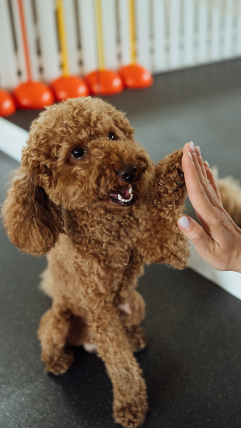 Perro de raza caniche haciendo un saludo con la pata a una persona en un lugar interior.