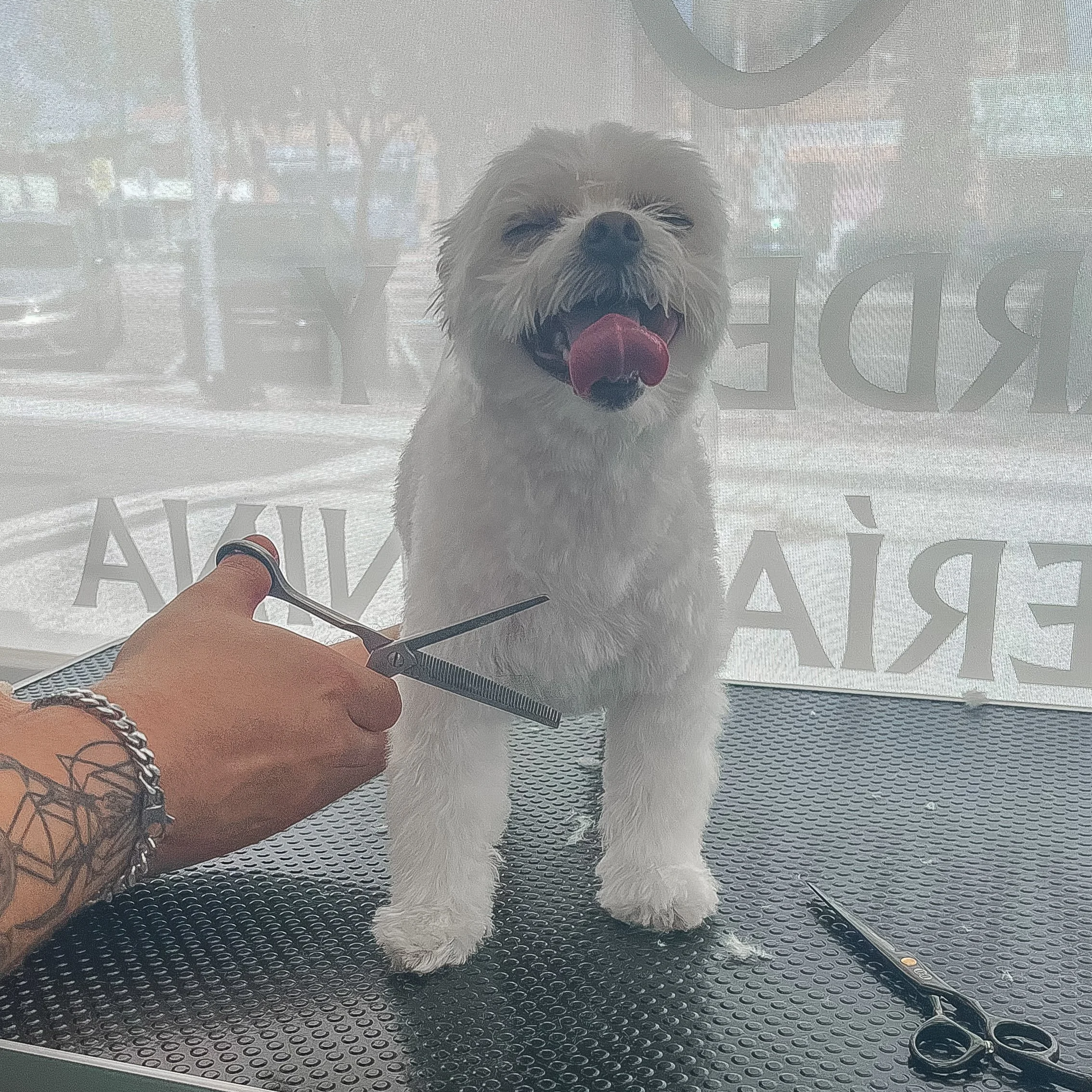 Perro de raza Bichón Maltés con pelaje blanco y gris, con la lengua afuera, sentado sobre mesa de corte, en peluquería canina en Boadilla del Monte