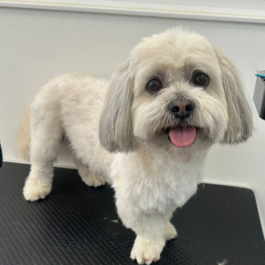 Perro de raza pequeña con pelaje blanco y gris en un área de consulta veterinaria.