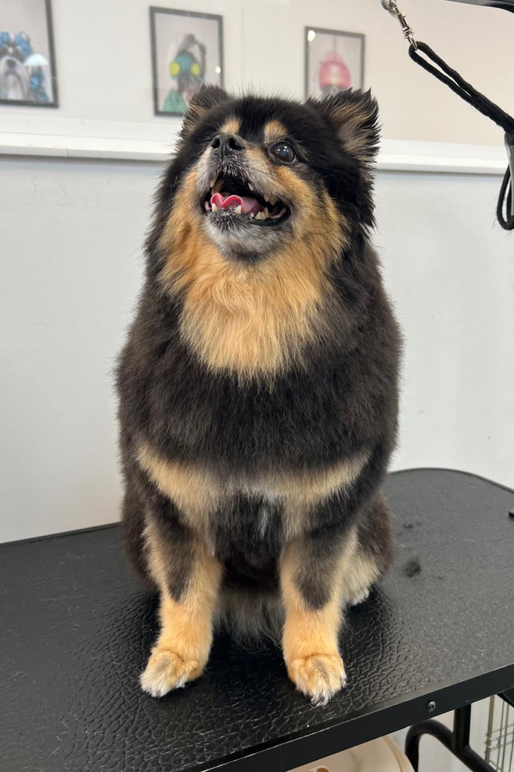Perro de raza pequeña, color negro y marrón, sentado en una mesa de peluquería, con fondo de paredes blancas y cuadros enmarcados.