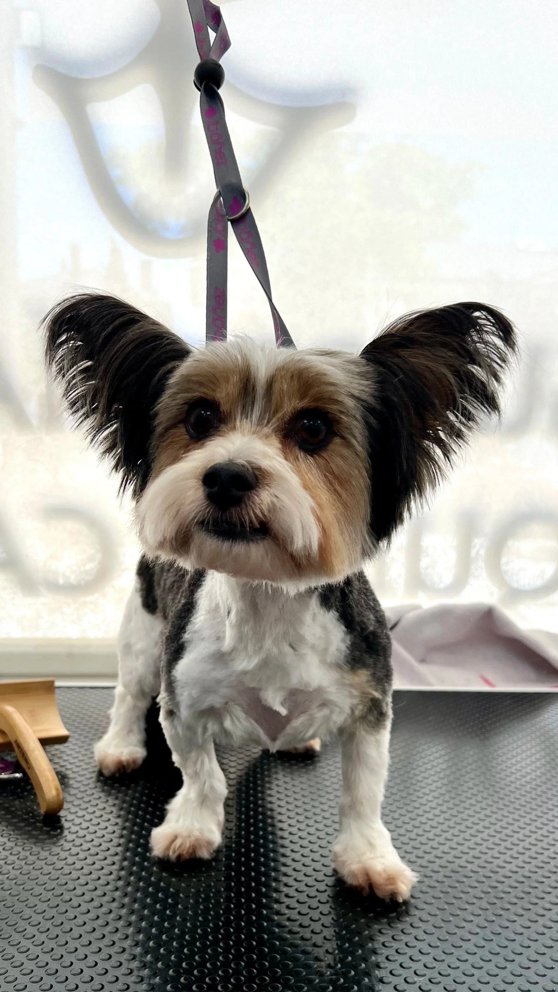 Perro de raza pequeña con orejas grandes y pelaje tricolor (blanco, negro y marrón) en una mesa de consulta veterinaria.