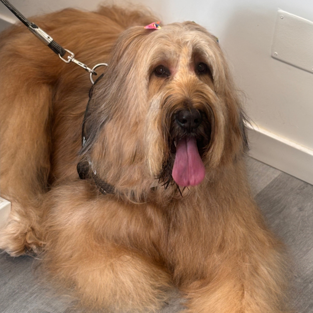 Un perro de raza Leonberger tumbado en el suelo, con el idioma afuera y usando un arnés y correa, en un entorno interior.