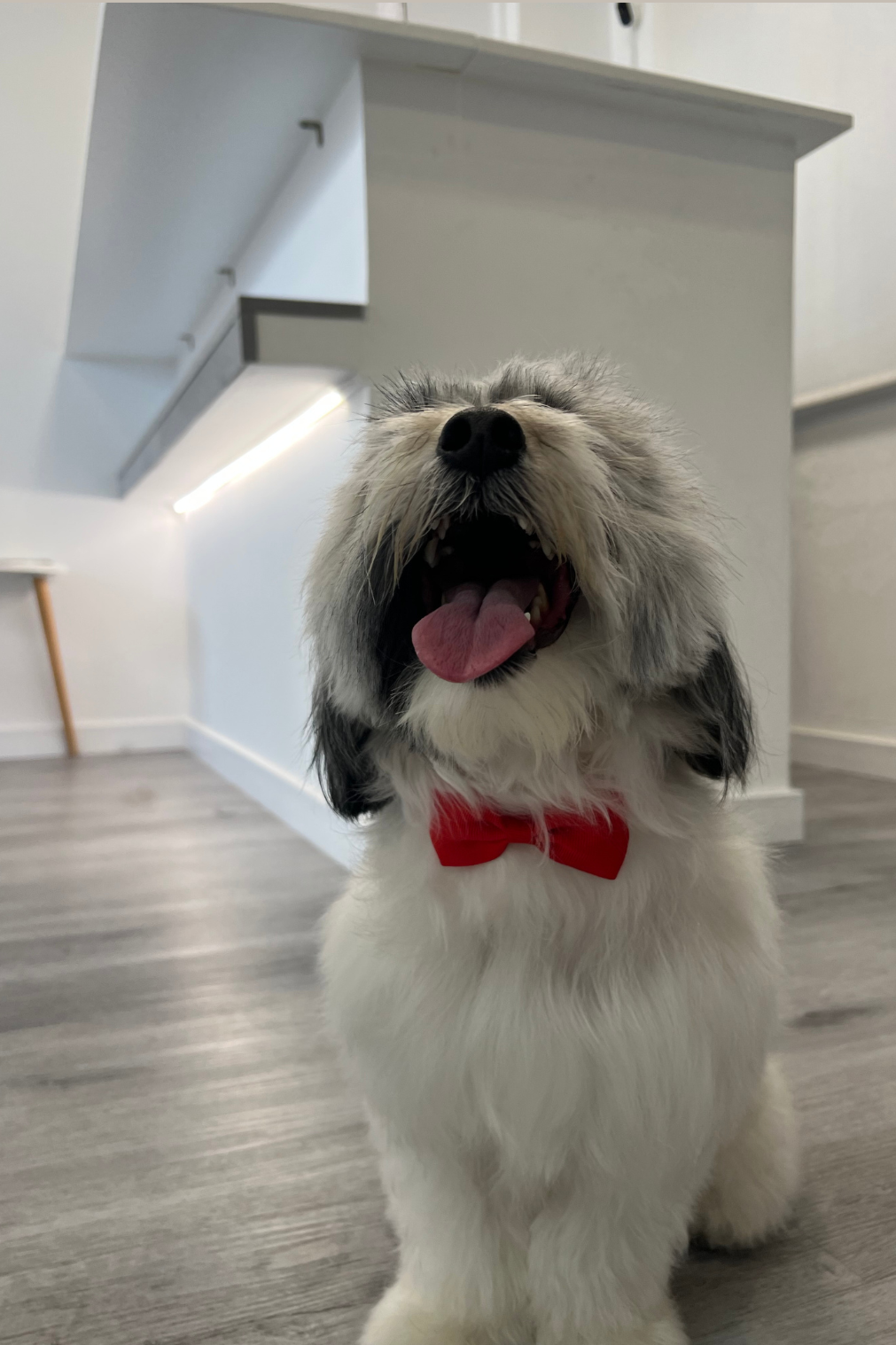 Un perro con pelaje largo y blanco, con manchas negras, usando un lazo rojo y luciendo feliz con la boca abierta y la lengua afuera en una casa moderna con suelos de madera.