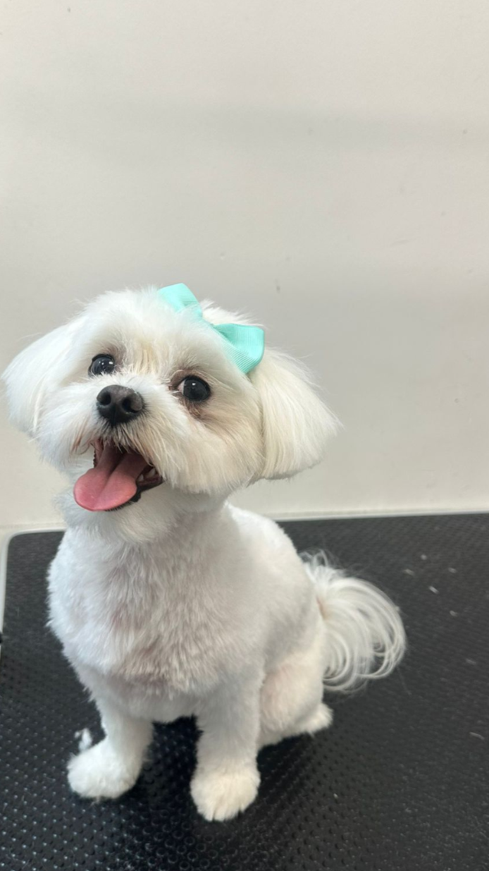 Perro pequeño con pelo blanco, orejas cortas, con la lengua afuera, con lazos azul en la cabeza, sentado sobre una mesa negra.