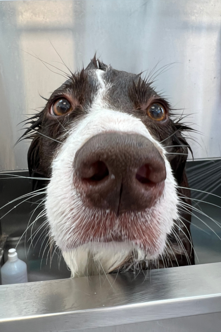 Perro húmedo con hocico grande y ojos cafés, en un área de higiene o baño, con fondo de metal y un recipiente con jabón o producto de limpieza.