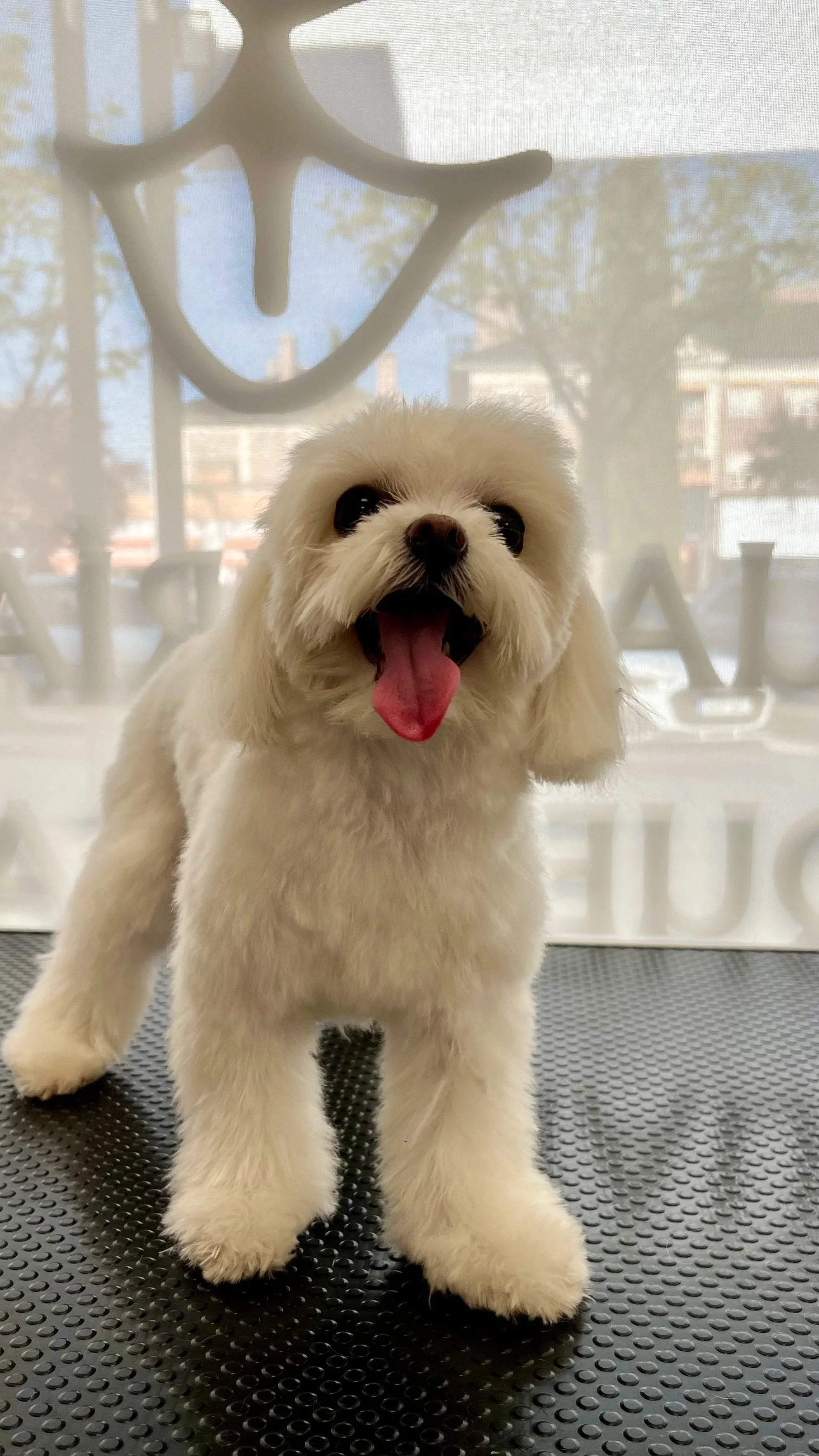 Perro de raza pequines, de pelo blanco y aspecto adorable, sonriendo con la lengua afuera, en un entorno de estética moderna.