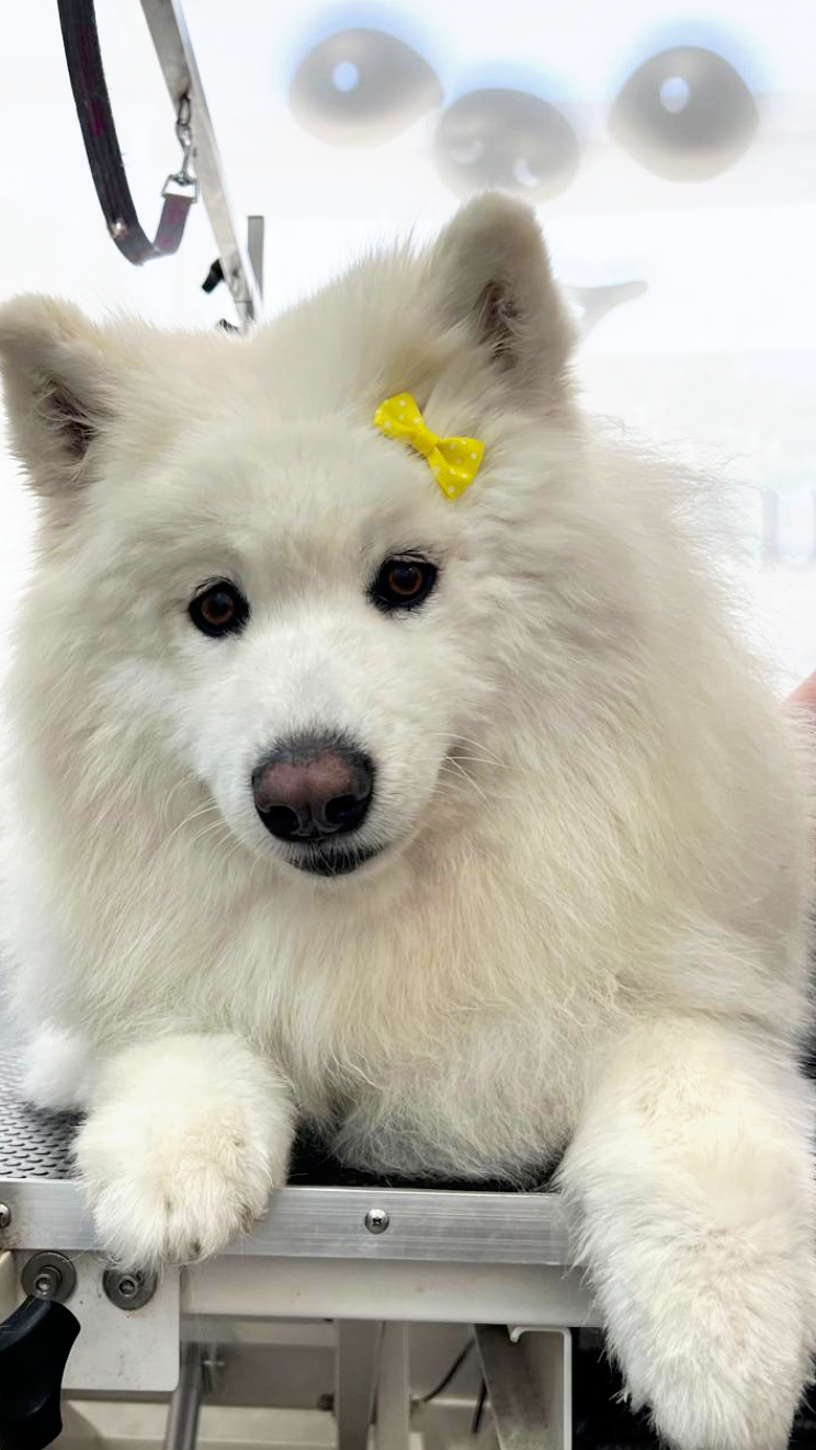 Cachorro de raza pastor de pelo grueso de color blanco, con una diadema amarilla con puntos blancos en la cabeza. Está acostado sobre una mesa de metal, parece en una clínica veterinaria.