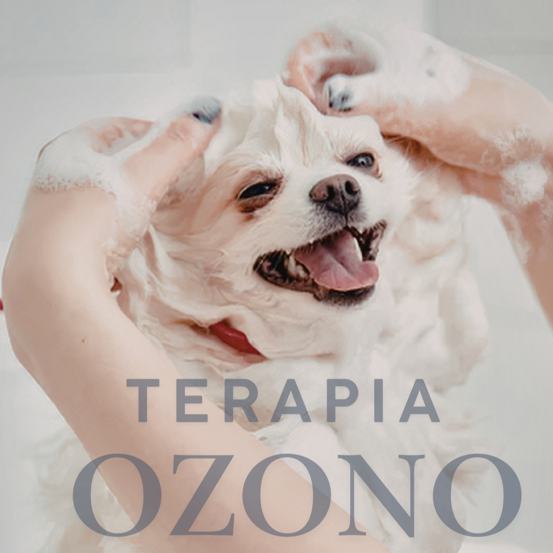 ¿Qué es la ozonoterapia y cuáles son sus beneficios para nuestras mascotas?