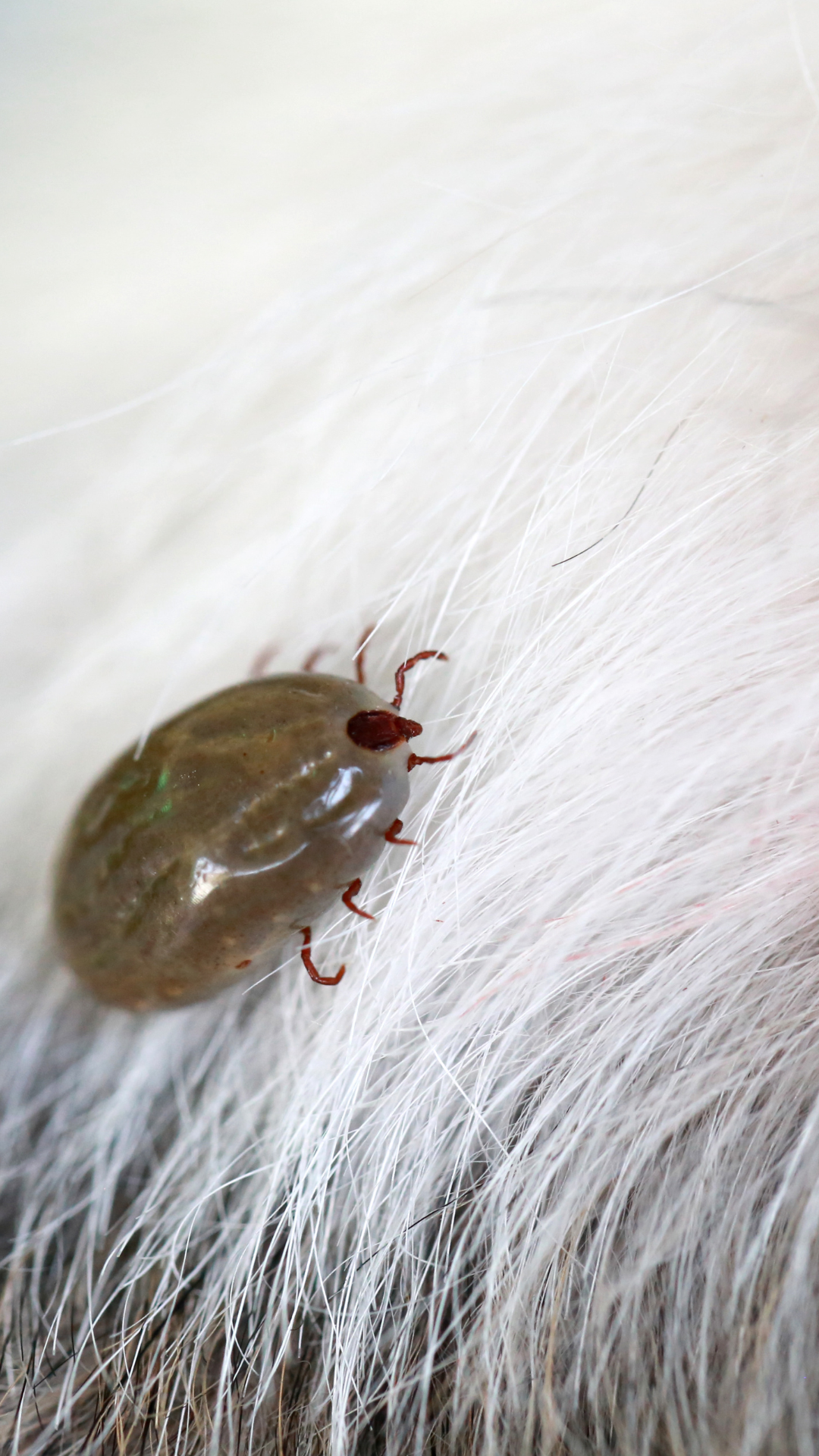 🚨 Alerta Garrapatas: Por qué esta temporada es crítica y cómo proteger a tu peludo