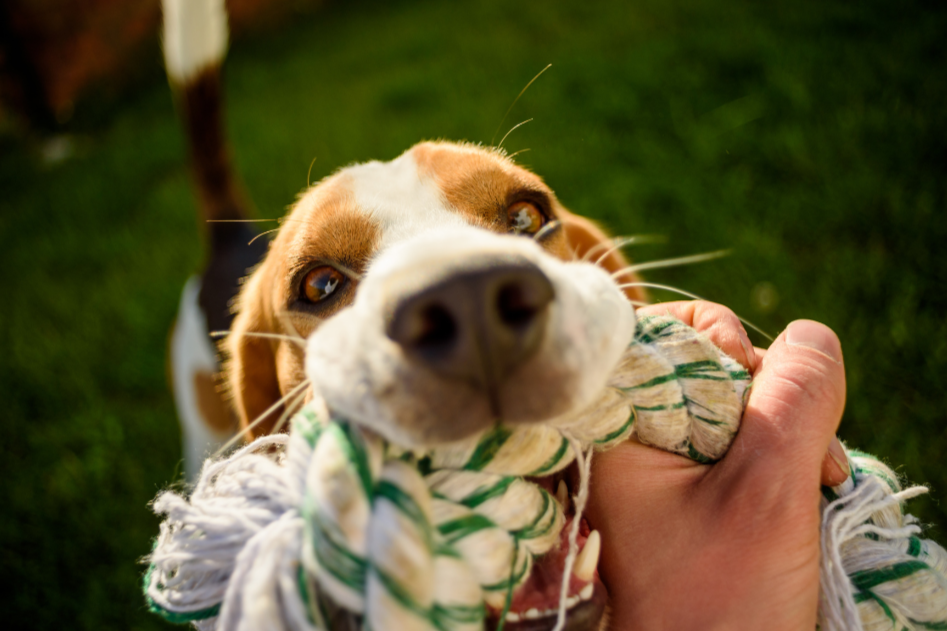 Perro de raza beagle jugando a tirar de una cuerda con una persona en un césped verde.