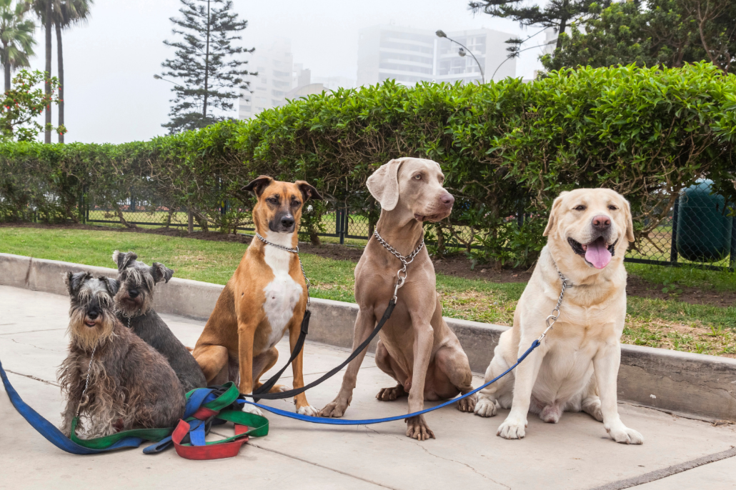 Cinco perros de diferentes razas y tamaños sentados en una acera de parque con arbustos y edificios en el fondo.