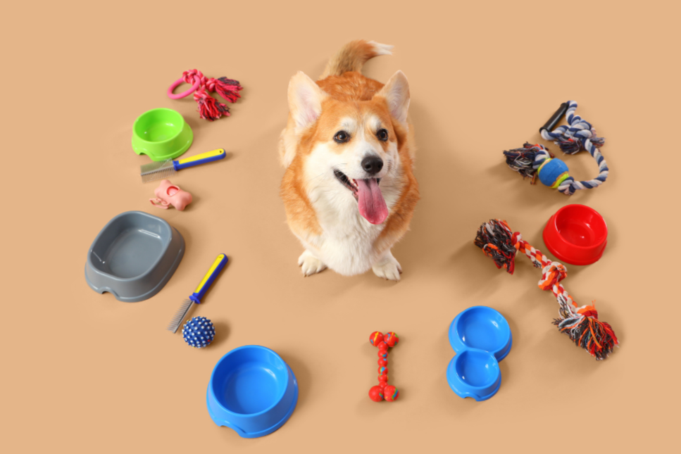 Perro de raza Corgi sentado en una superficie beige rodeado de varios juguetes y accesorios para perros, incluyendo platos, pelotas y cuerda para jugar.