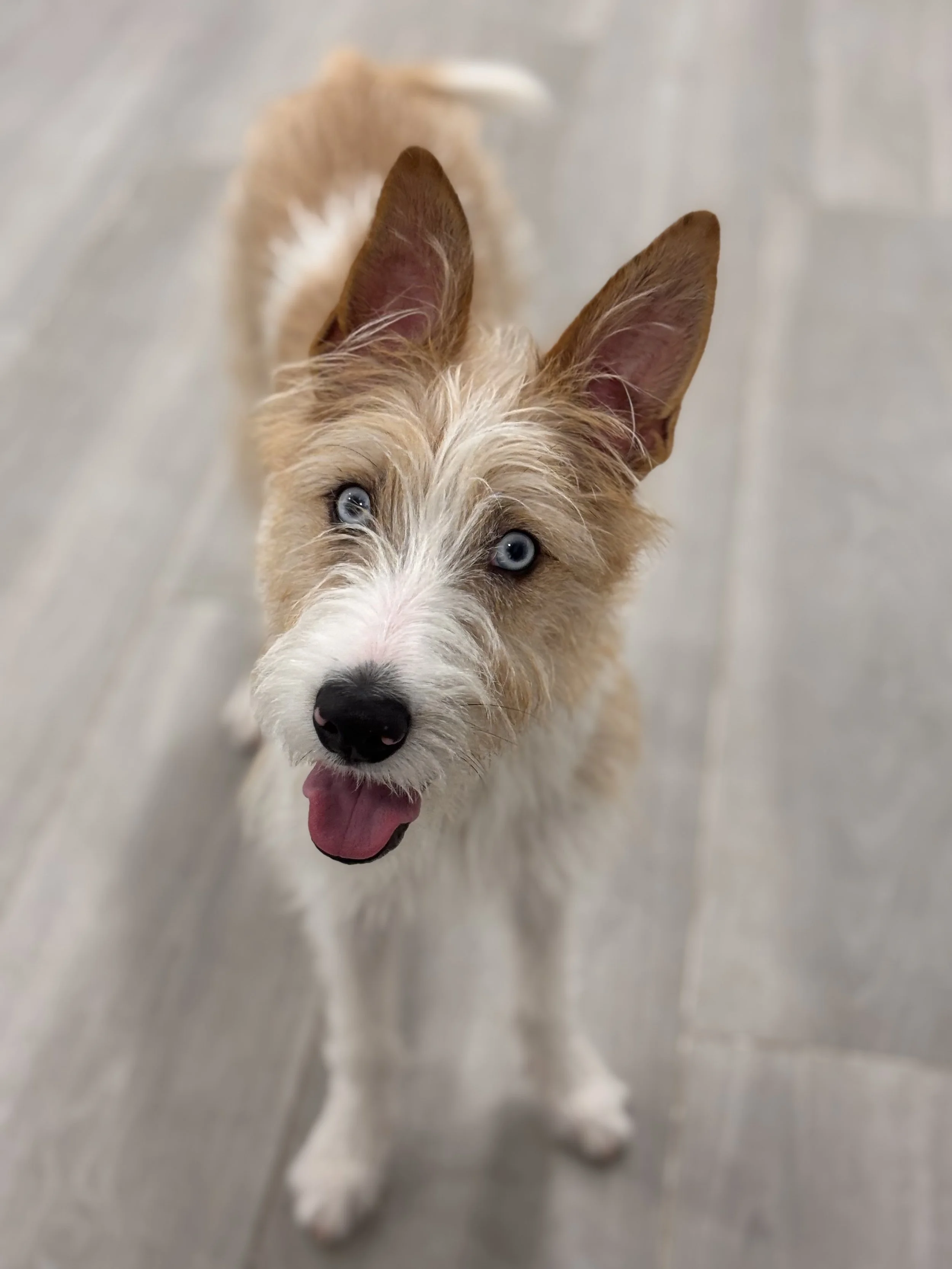 Perro de raza podenco con ojos azules y pelaje color leonado y blanco, mirando hacia la cámara con la lengua afuera en Guardería canina en Boadilla del Monte.