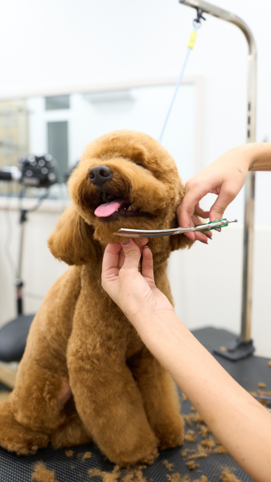 Perro de raza caniche recibiendo un corte de pelo en una peluquería para mascotas.