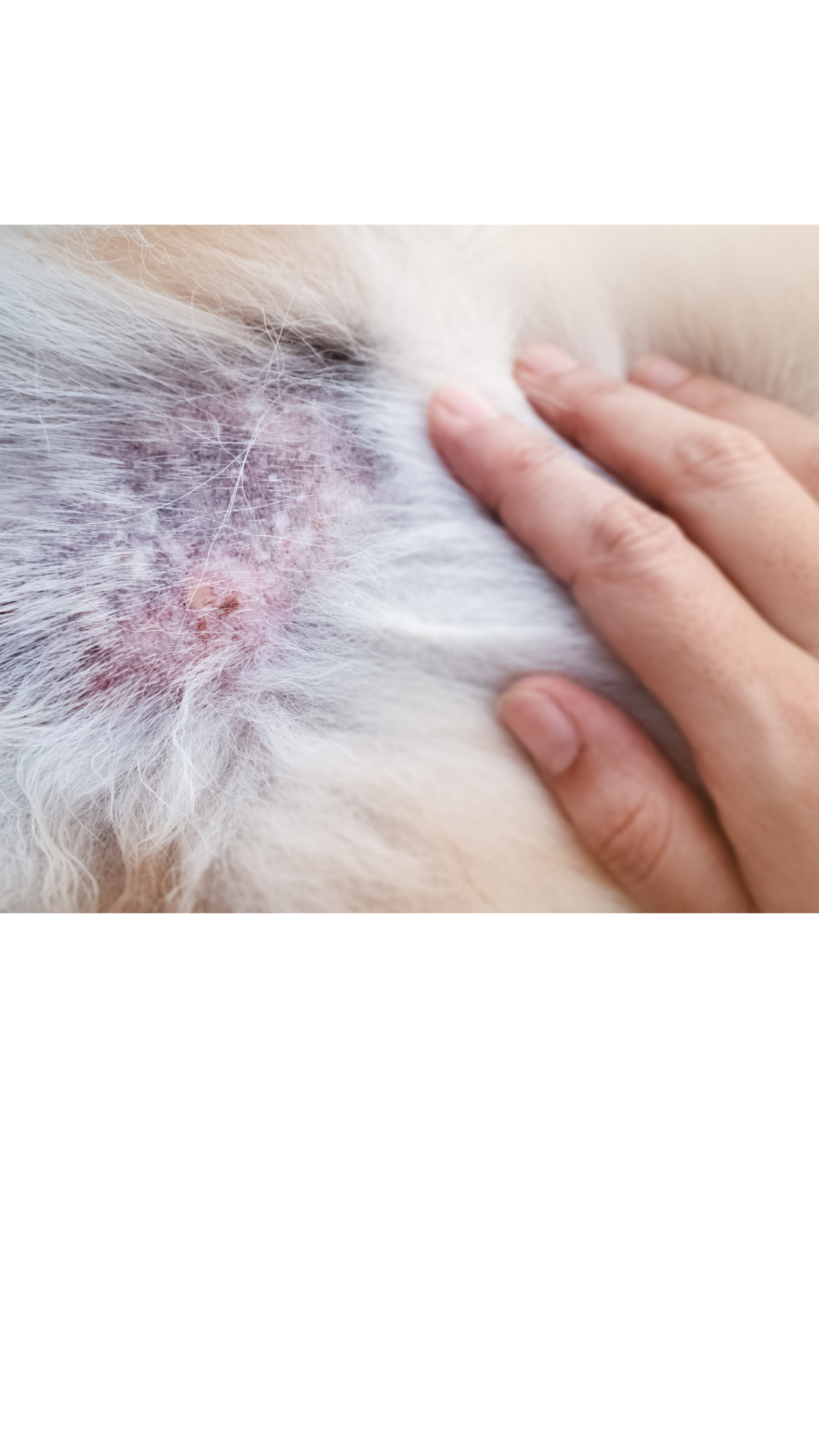 Recuperación dermatológica profunda