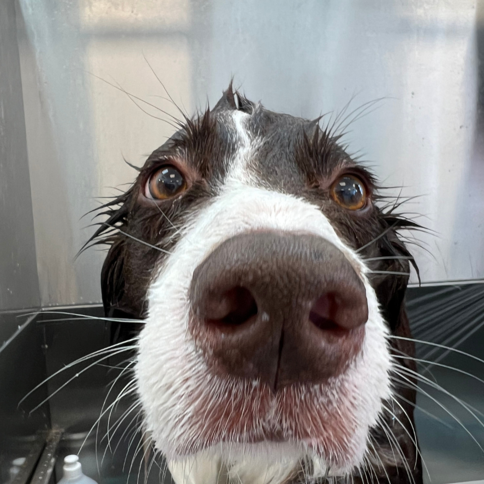 Perro mojado en una bañera, mirando hacia la cámara con expresión curiosa.