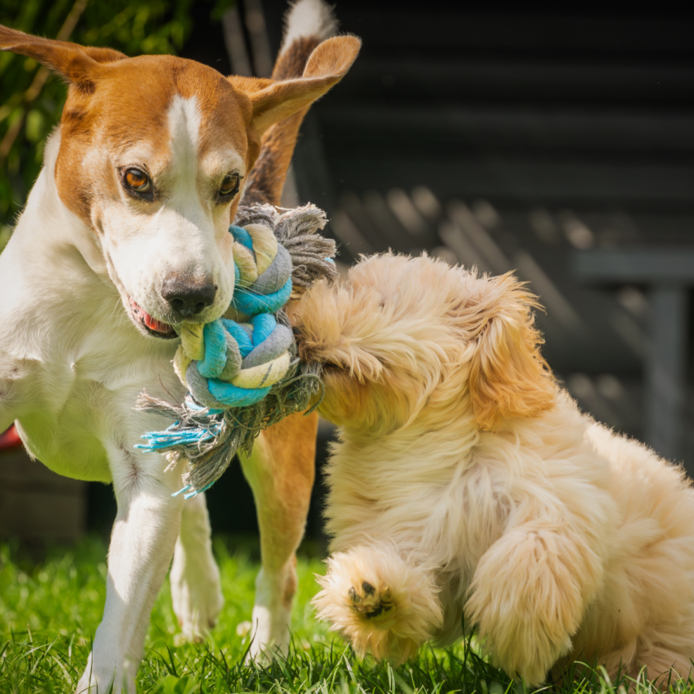Un perro adulto de raza mestiza con color marrón y blanco, sosteniendo un juguete de trenza de cuerda en la boca, mientras otro perro cachorro de raza golden retriever de color crema está jugando con él en un césped.