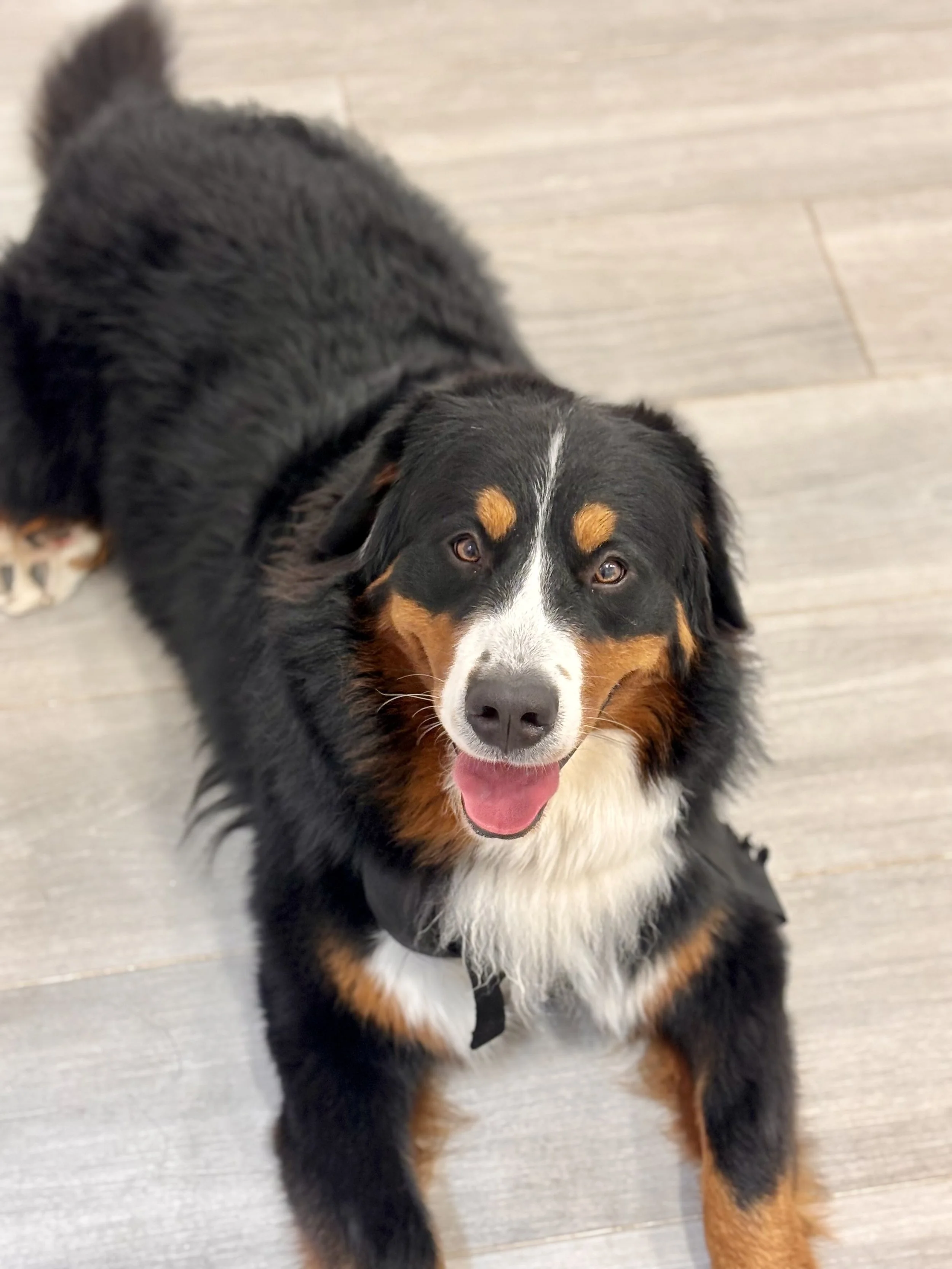 Perro de raza Border Collie con hocico colorido, acostado en el suelo de madera, con expresión feliz, lengua afuera, ojos marrones y orejas caídas.