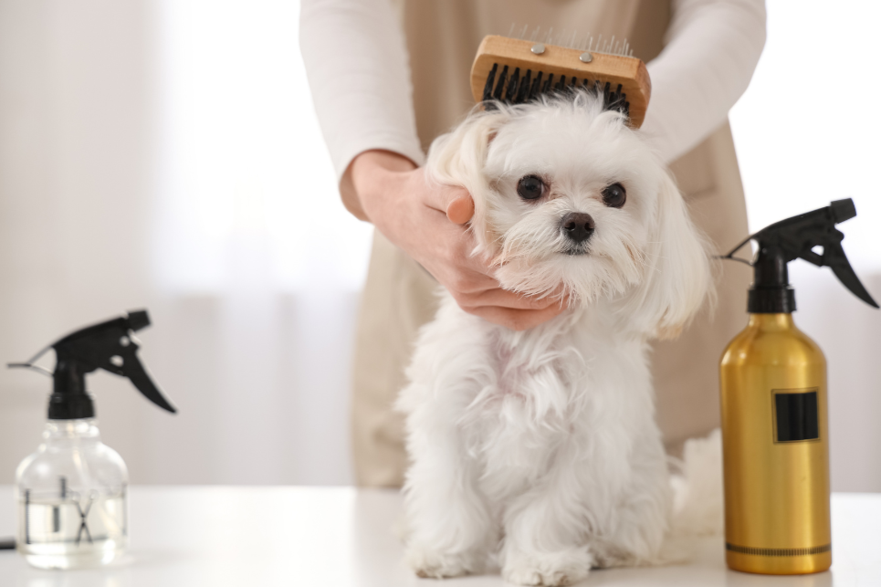 Persona peinando a un perro pequeño de raza niño con cepillo y productos de limpieza en la mesa.