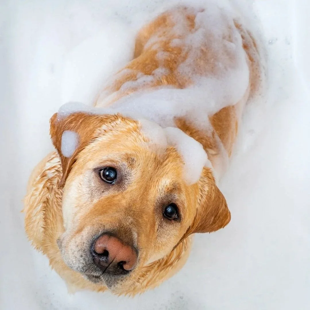 Perro dorado en la bañera, cubierto de espuma de jabón, mirando a la cámara con ojos brillantes.