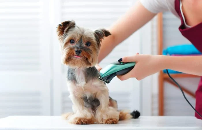 maquina-cortar-pelo-perro.jpg