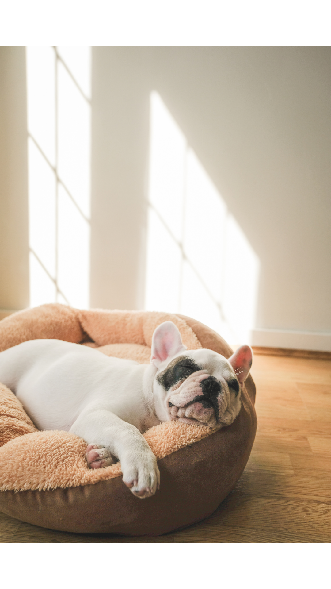 Un cachorro de raza Bulldog francés durmiendo en una cama acolchada de color beige, con luz natural entrando por una ventana.