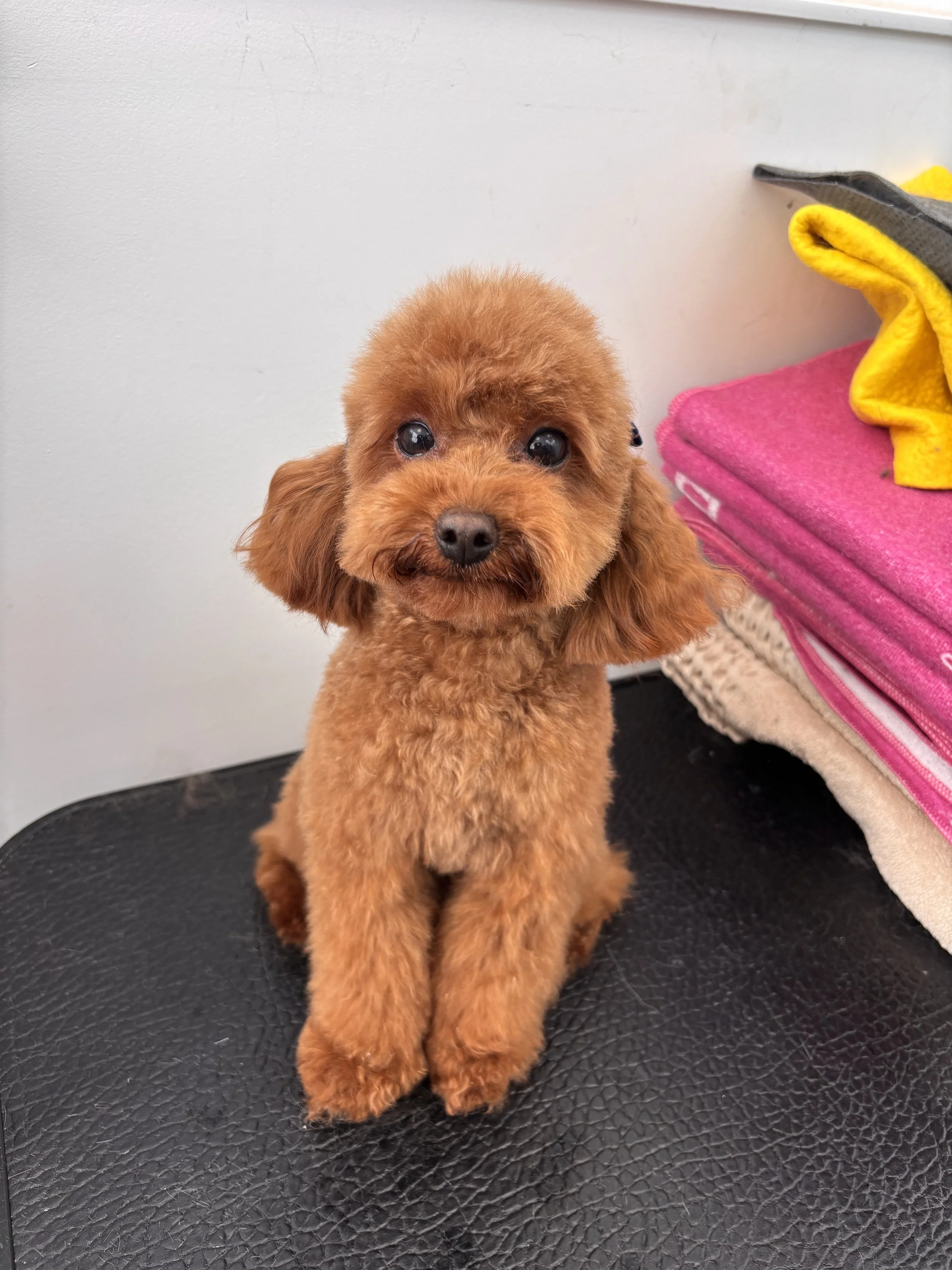 Un cachorro de raza pequeña con pelaje canela, con orejas largas, en un espacio interior, sentado sobre una superficie negra de textura similar a cuero, con toallas rosadas y amarillas en el fondo.