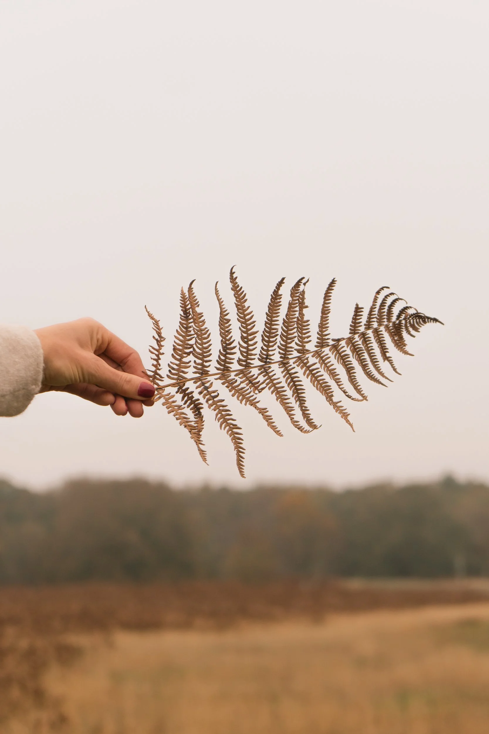 Een hand die een bruine varensblad vasthoudt tegen een ongeziene grijze hemel en een landschap met bomen op de achtergrond.
