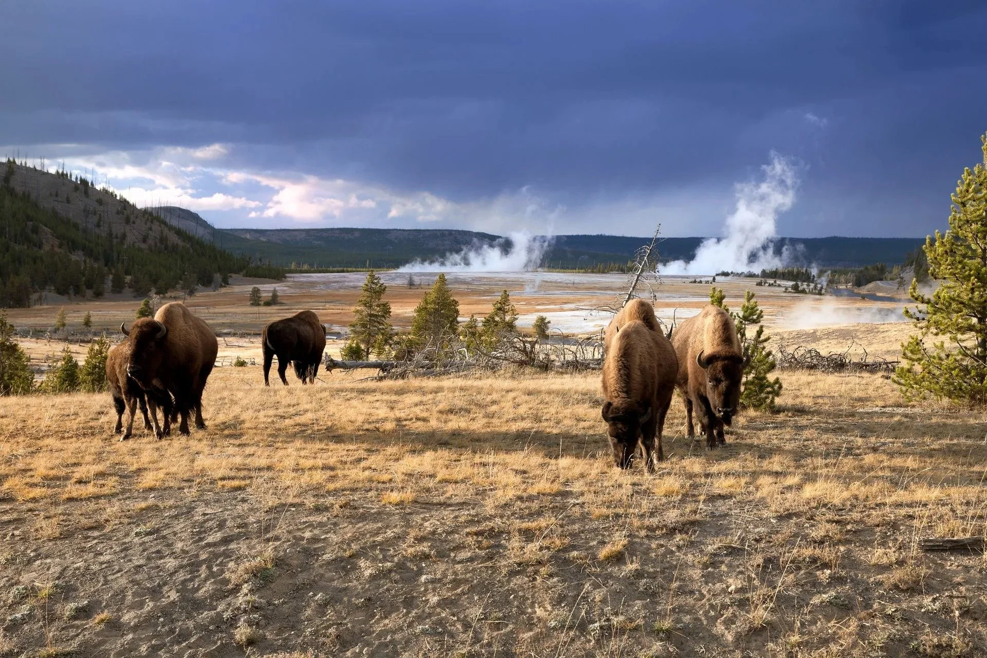 Teton Valley Luxury Rental - Migrating Bison.jpg