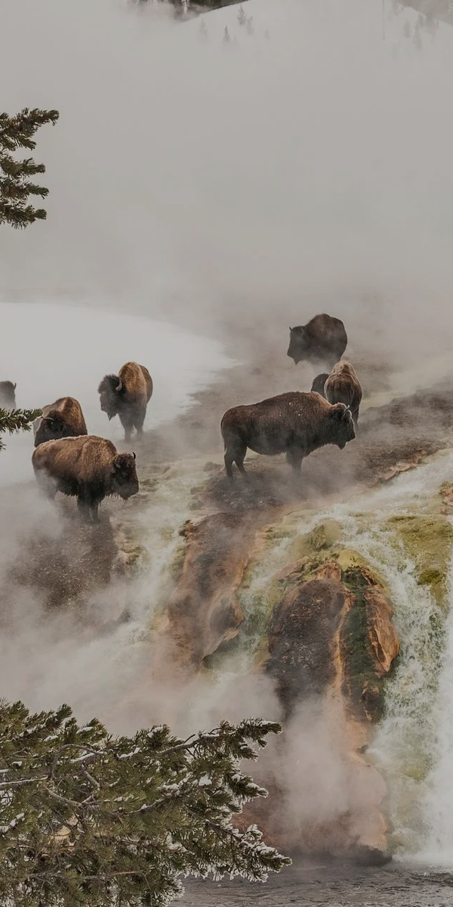 Driggs Yellowstone Bison Vacation Property Rental 5 Bedroom.png