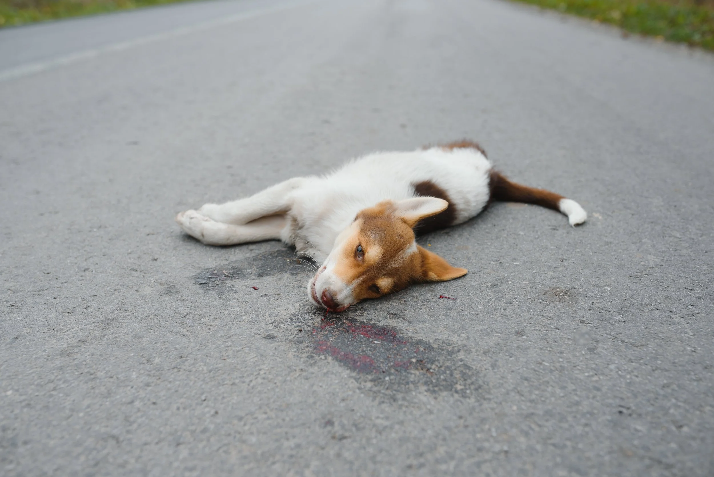 Accidente rutiere la animale – prim ajutor și pașii imediat următori