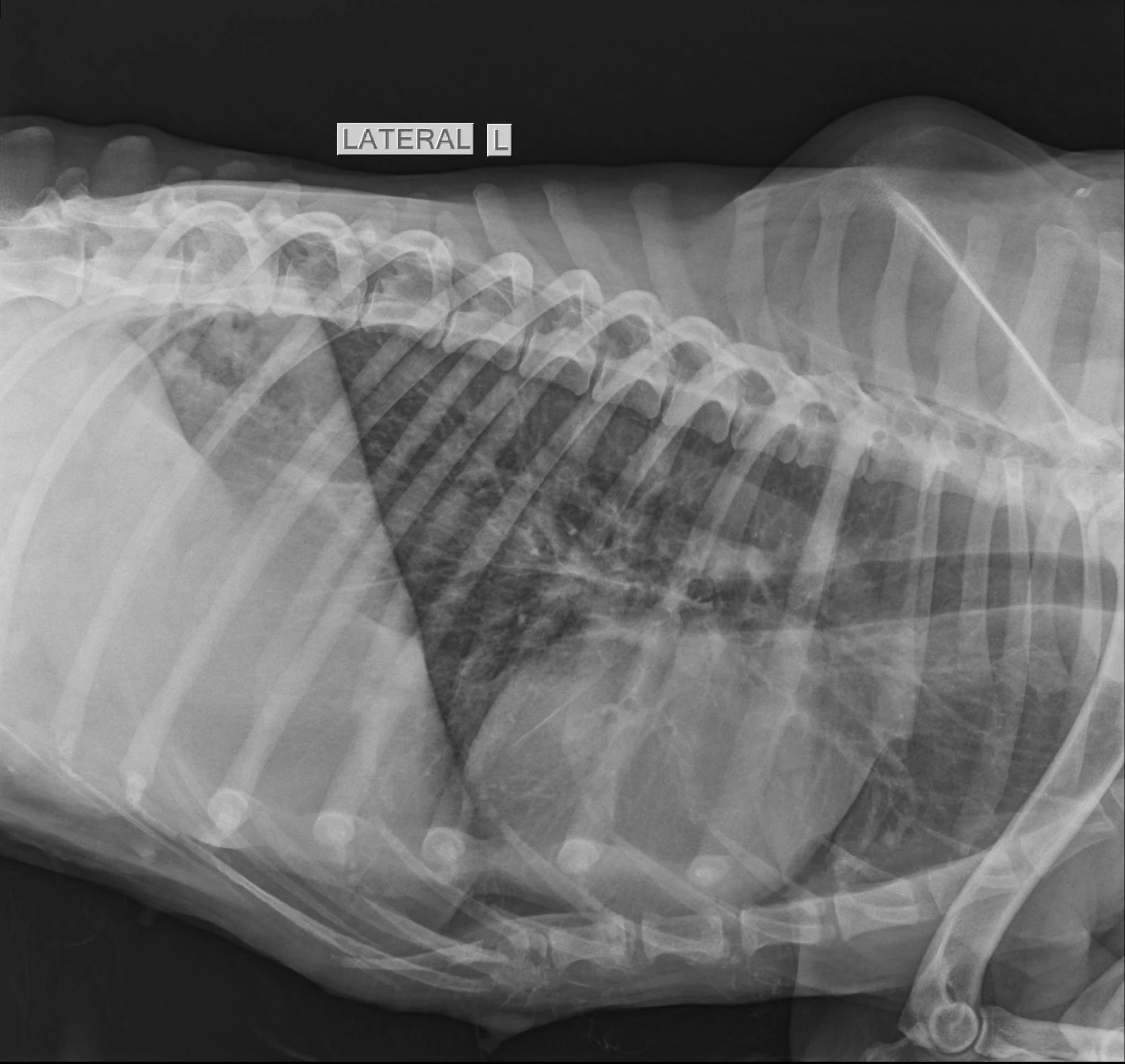Radiografie veterinară: ce este, când se recomandă și de ce este esențială pentru un diagnostic corect