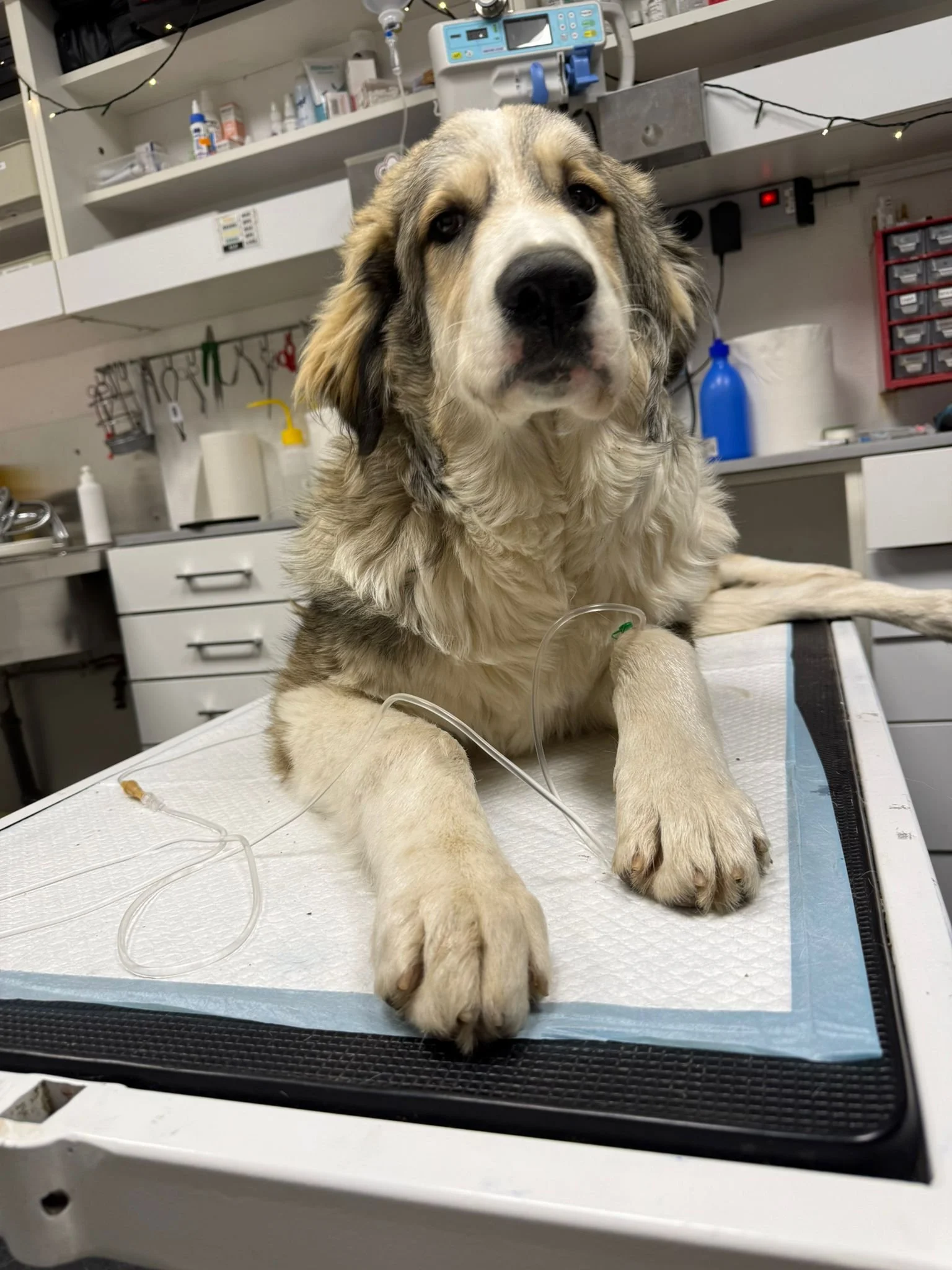 Studiu de caz: Max și „masa” de sărbători&nbsp;care nu trebuia mâncată