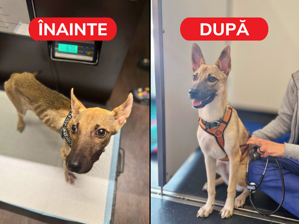 Wolfie: cazul care a trecut de la malnutriție severă la viață normală prin chirurgie toracică minim invazivă