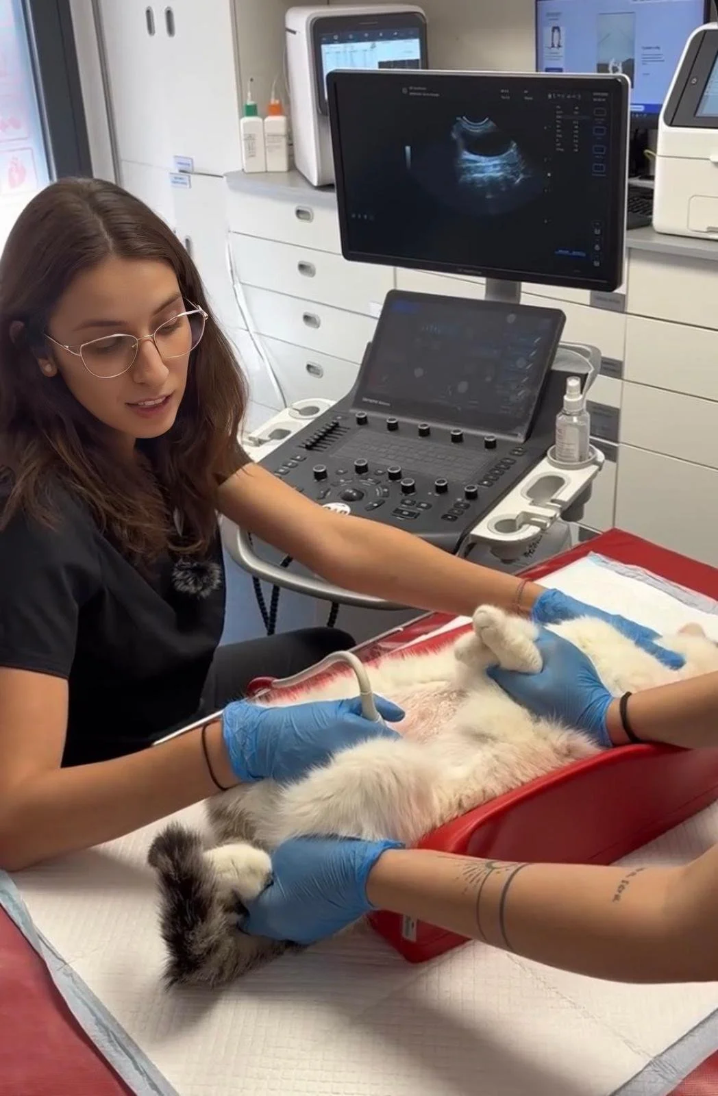 Ecografia ca metodă de prevenție la animalele de companie