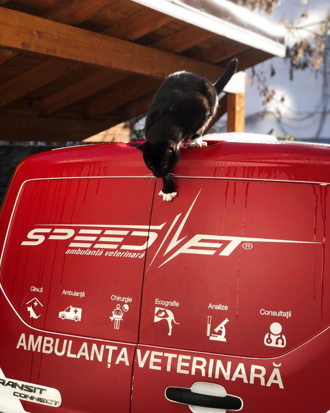 Cum funcționează ambulanța veterinară: din momentul apelului până la clinica non-stop