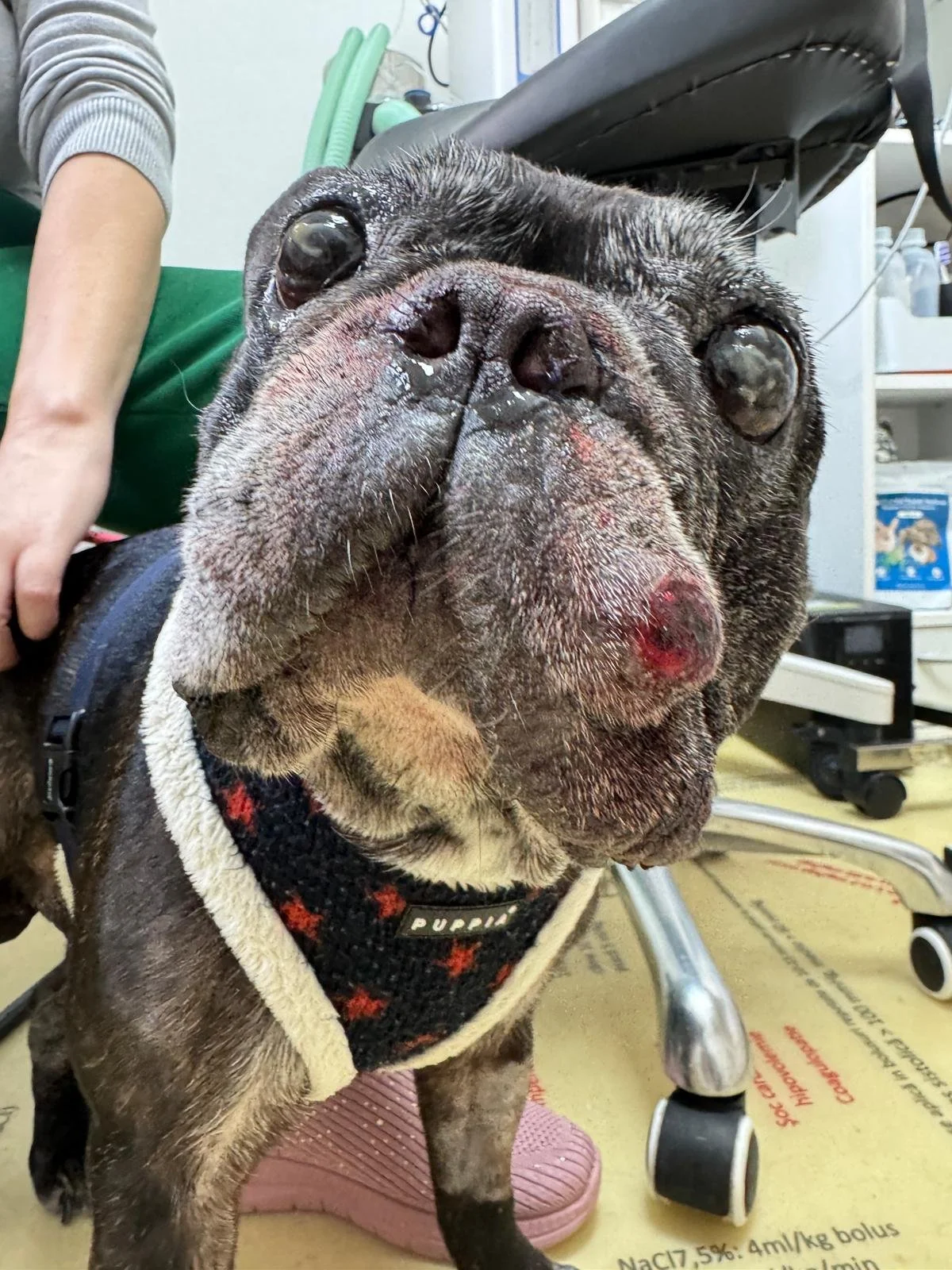 Ce este oncologia veterinară? Ghid complet pentru proprietarii de animale