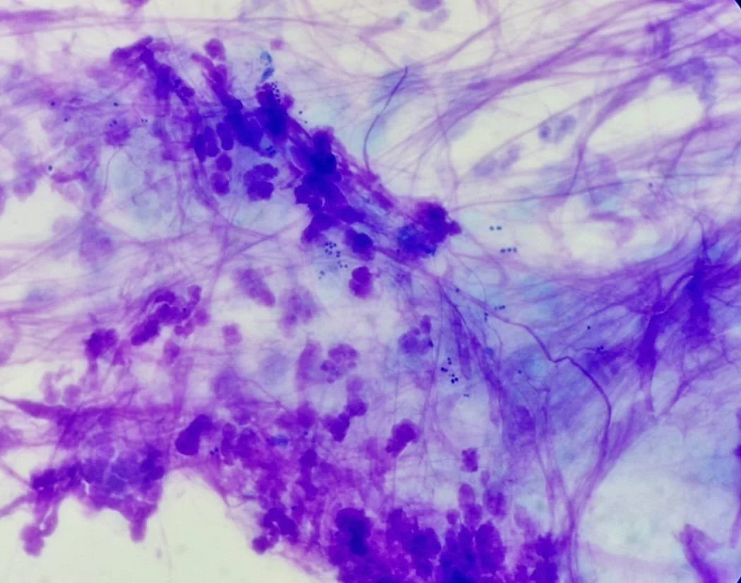 Cum recunoști și tratezi piodermitele la animalele de companie