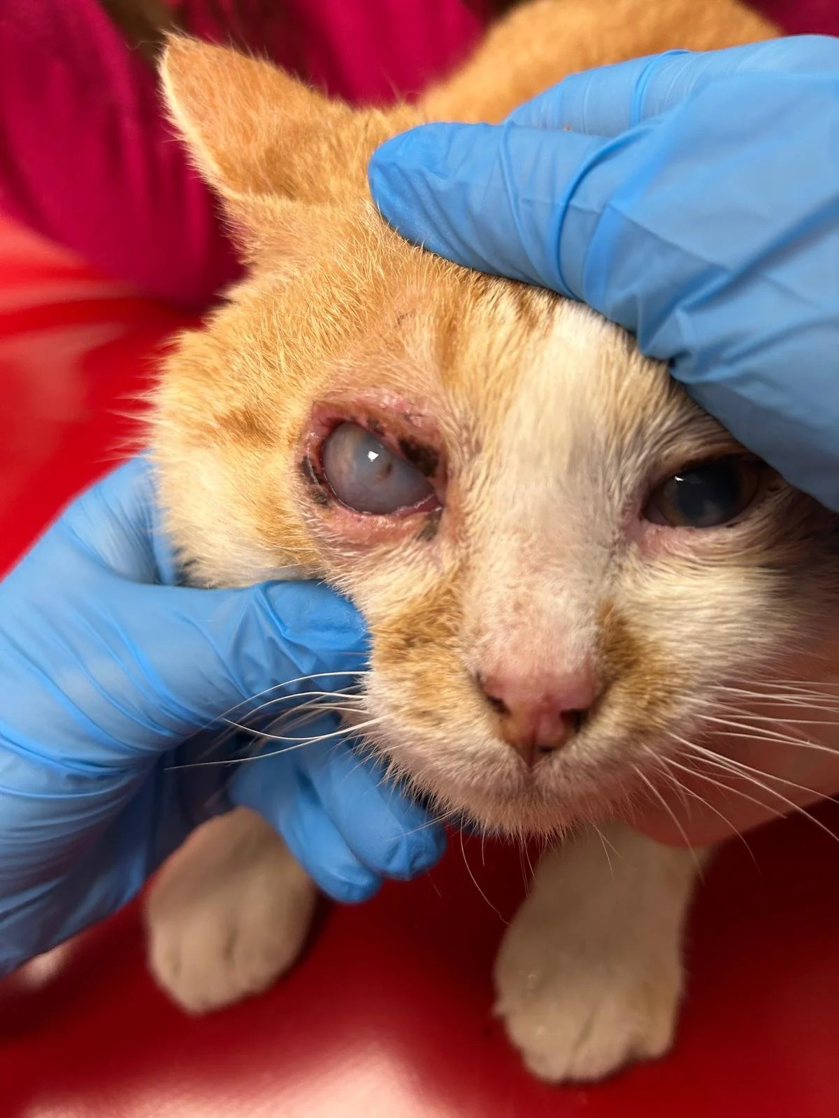 Cum recunoști durerea oculară la animăluțe