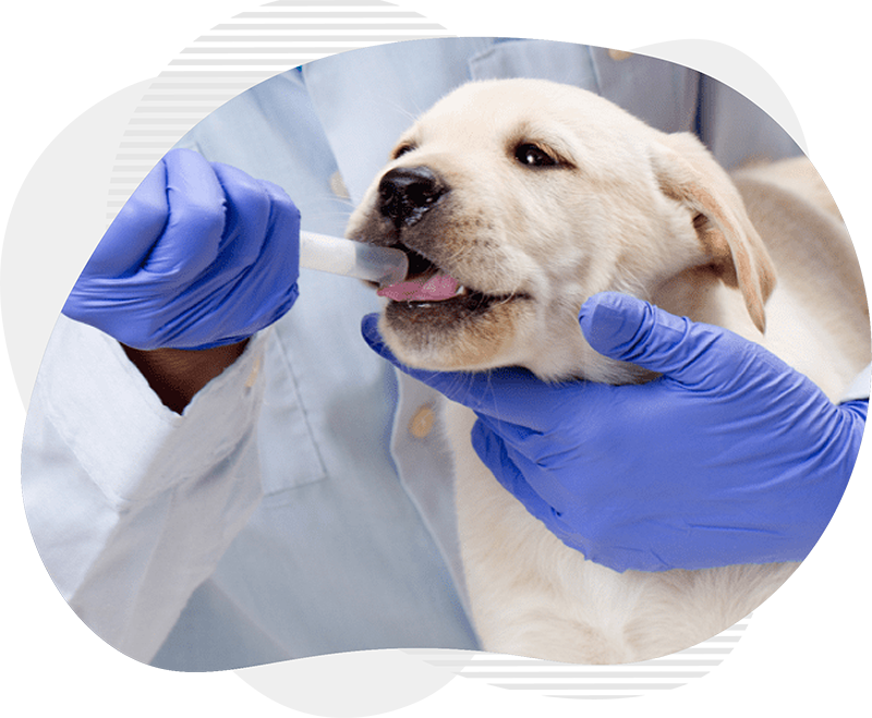 Pret deparazitare caini la clinica veterinara de urgenta SpeedVet