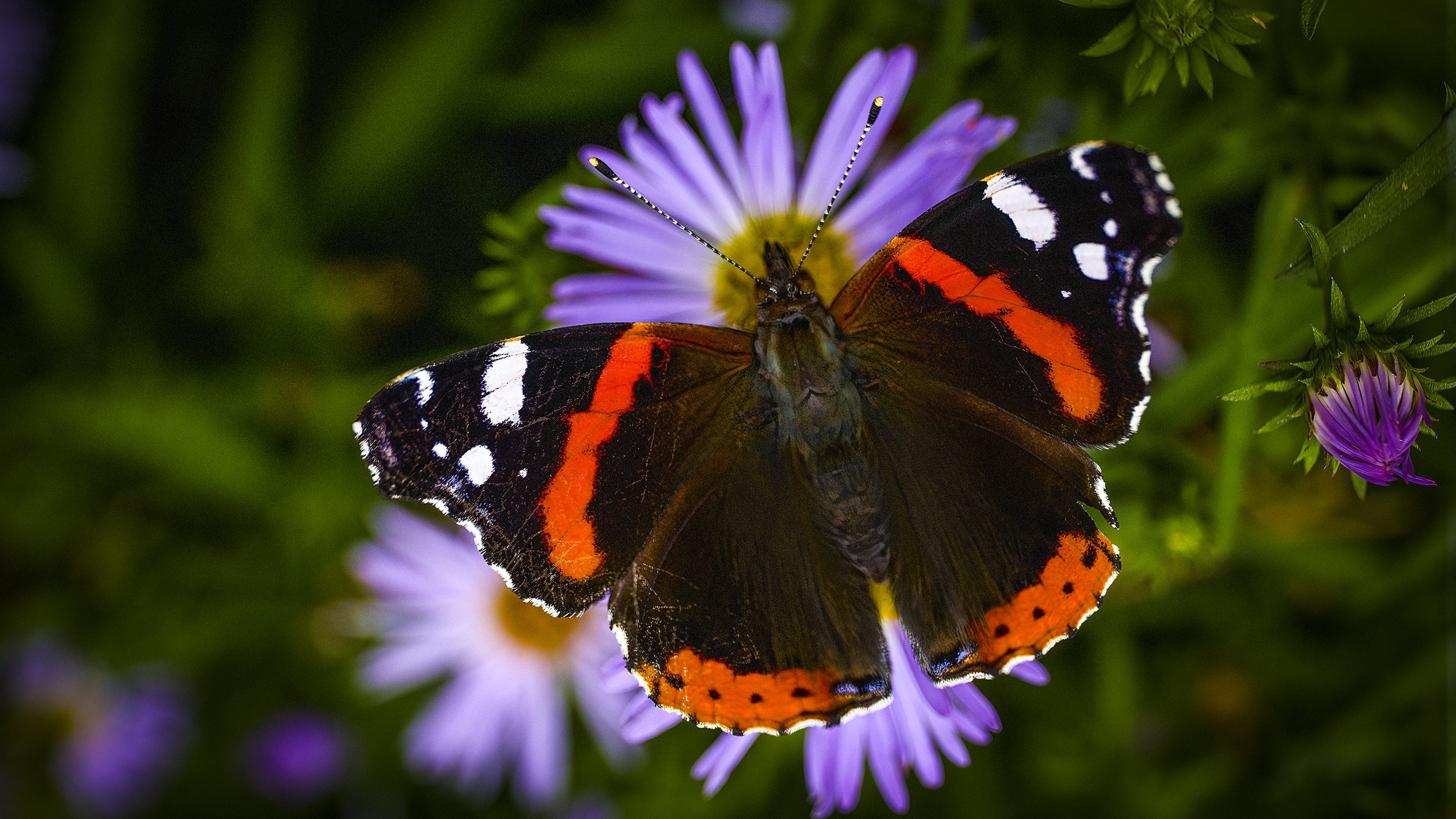 Red_Admiral_small.png